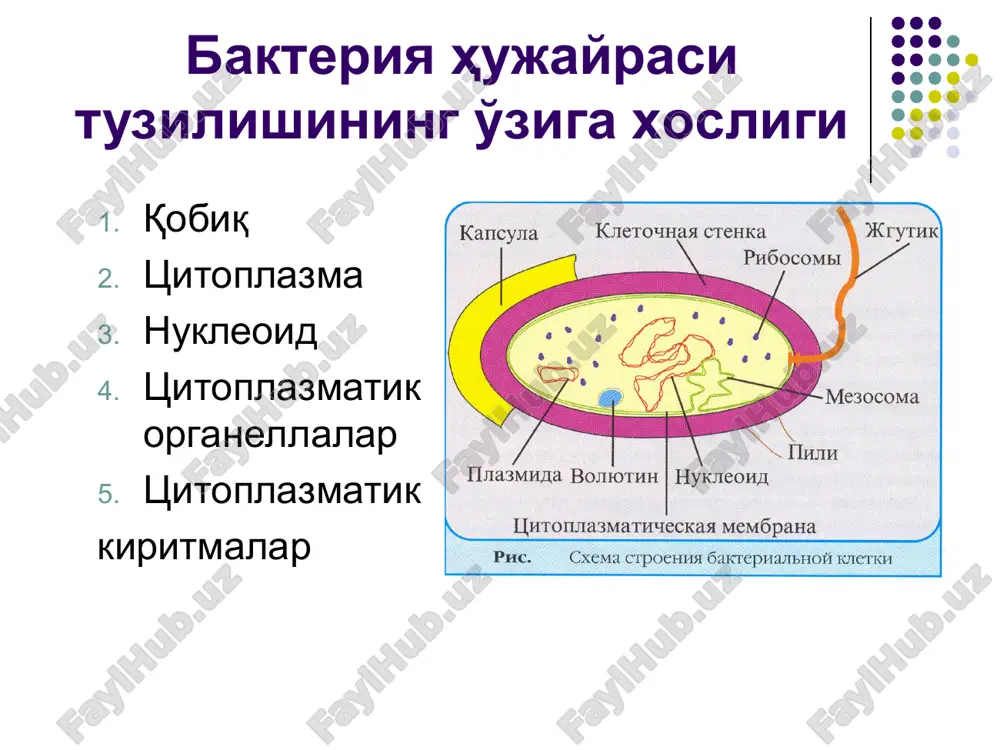 kozlar mikozlar tasnifi guruh mikozlar nomlari avlod kasalliklar 1 teri va uning hosilalarining (soch, tirnoq) yuza mikozlari trichophyton microsporum achorion trixofitiya mikrosporiya parsha 2 chuqur mikozlar cryptococcus farciminosus sporotrichum blastomyces dermatidis epizootik limfangit sporotrixoz shimoliy amerika blastomikozi 3 vistseral mikozlar (nafas olish organlari va boshqa organlarda) va o'ta xavfli mikozlar histoplasma cryptococcus coccioides rhinosporidum candida aspergilus mucor penicillium actinomyces proactinomyces nocardia dermatophylus gistopalmoz* kriptokokkoz koktsidiomikoz* rinosporidoz kandidomikoz aspergillez mukoromikoz penitsillez aktinomikoz proaktinomikoz nokardioz dermatomikoz mikozlar: yuza: epidermofitiya (soldatlar kasalligi) parsha, favus, kal (sochlarning to'kilishi) trixofitiya, (temiratki) – sochlar sinadi chuqur – ichki organlarni zararlaydi (asosan candida avlodi). mikozlar quyidagi holatlarda ko'p uchraydi: a) avitaminozlarda b) disbakteriozlarda v) ko'p terlashda g) shaxsiy gigienaga rioya qilinmaganda