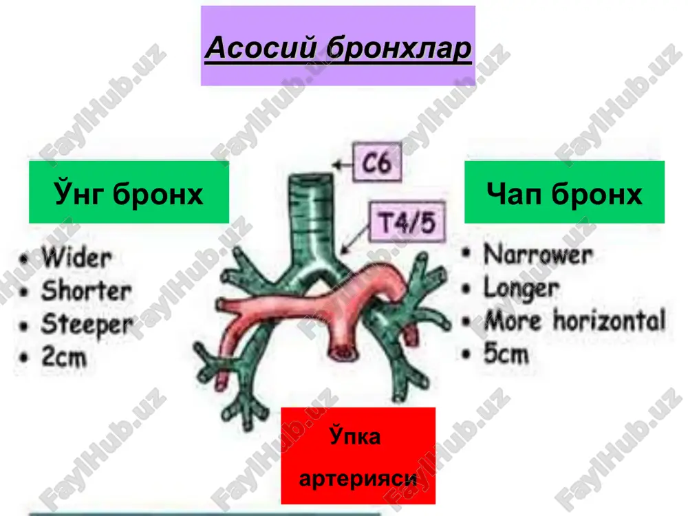 o'pka surunkali nospetsifik yiringli kasalliklari - Page 4