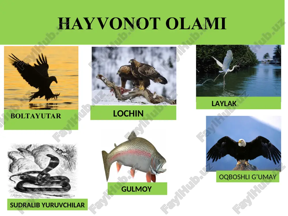 aydi. qo‘riqxonaning eng chiroyli qushi amudaryo qirg‘ovulidir. hozir ularning soni 2 mingdan ortiq. qo‘riqxona qushlaridan qirg‘ovul va burgut alohida muhofaza qilinadi. sutemizuvchilardan ingichka barmoqli yumronqoziq, malla yumronqoziq, qum sichqoni, qo‘shoyoq; yirtqichlardan chiyabo‘ri, tulki, to‘qay mushugi va qum mushugi, bo‘ri uchraydi. shuningdek, bu yerda 200 ga yaqin yovvoyi cho‘chqa va buxor bug‘usi yashaydi. qo‘riqxona tashkil qilingan paytda hammasi bo‘lib 6 bosh buxor bug‘usi bor edi. hozirgi vaqtda ularning soni yuzdan oshib ketdi. buxor bug‘usi alohida muhofaza qilinadi, qish faslida qo‘shimcha oziqlantiriladi. qo‘riqxonaning qumli uchastkasida ba’zan jayron ko‘rinib qoladi. shunday qilib, qizilqum qo‘riqxonasi kamdan-kam uchraydigan original, tabiiy laboratoriyadir. qo‘riqxonaning asosiy vazifasi inson qo‘li tegmagan landshaftlar, amudaryo to‘qaylari va tutashib turgan cho‘l landshaftlarining o‘rganish va saqlash, shuningdek, buxor bug‘usi, jayron va amudaryo qirg‘ovuli ekologiyasini o‘rganish va muhofaza qilish usullarini ishlab chiqishdan iborat. qizilqum davlat qo'riqxonasining manzili706420, buxoro viloyati, romitan tumani, qizilrovot qo'rg'onchasi hayvonot olami o’zbekiston respublikasi qizil kitobi «qizil kitob» ayrim viloyatlar,mamlakatlar yoki …