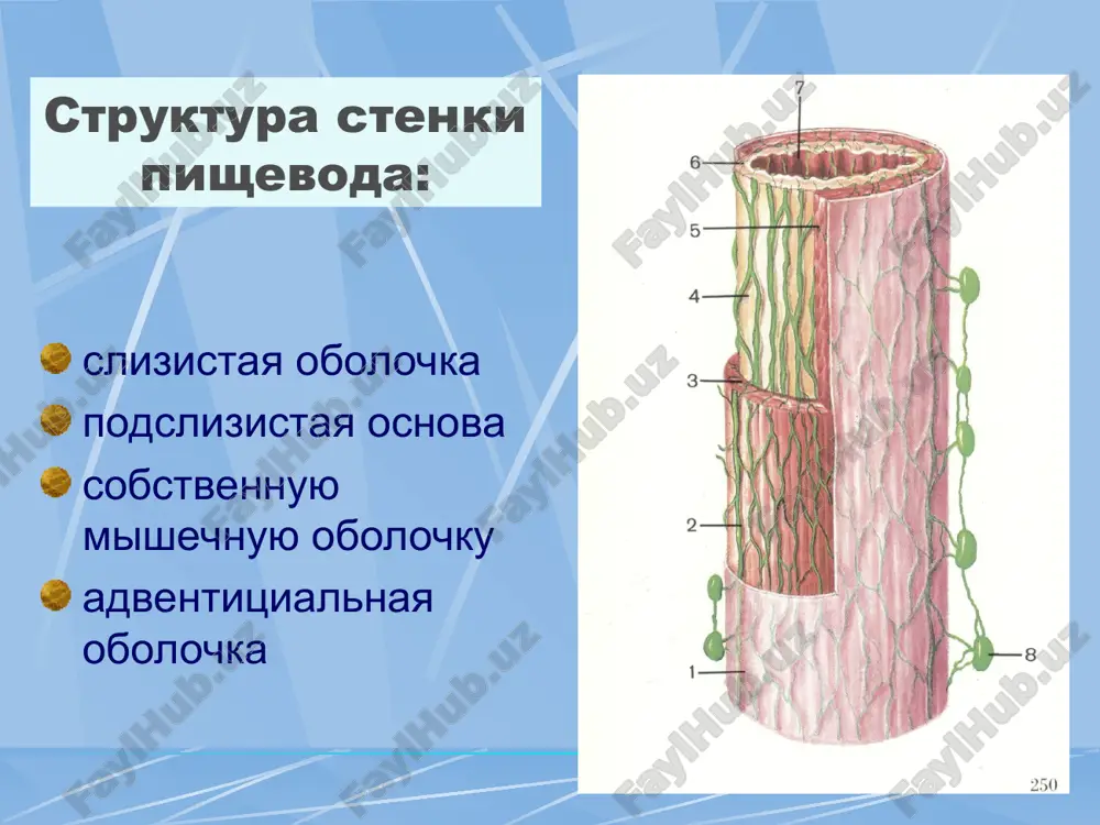 pri kotorix udalyayut pishevod , gortan , nakladivayut faringofisuru i gastrostomu (tipa operatsii gabrielya ) vipolnyayutsya ochen redko. esli rak grudnogo otdela raspolojen vishe dugi aorti , to luchevaya terapiya takje yavlyaetsya metodom vibora. kogda opuxol raspolojena na urovne dugi aorti ili nije , to primenyayut kombinirovannoe lechenie - ad'yuvantnaya luchevuyu terapiyu i operatsiyu . optimalnoy schitaetsya cherez plevralnaya rezektsiya pishevoda s vnutrenne plevralnoy plastikoy za lyuisom . pri lokalizatsii opuxoli neposredstvenno v naddiafragmalniy chasti pishevoda ili v abdominalnom otdele , optimalnoy yavlyaetsya operatsiya tipa garloka , chto osushestvlyaetsya cherez leviy torakoabdominalnie dostup. rezektsiya pishevoda formirovanie pishevoda s bolshoy krivizni jeludka rezektsiya pishevoda plastika pishevoda jeludkom lechenie tipichnoy operatsiey pri kardio - ezofagit rakovie yavlyaetsya proksimalnaya rezektsiya jeludka s rezektsiey nijney chasti pishevoda . pishevod peresekayut na rasstoyanii ne menee 4sm. ot verxnego kraya opuxoli . pri gastroezofagealnoy rakovie vipolnyayut gastrektomiyu s rezektsiey nijney chasti pishevoda . dannie operatsii neredko …