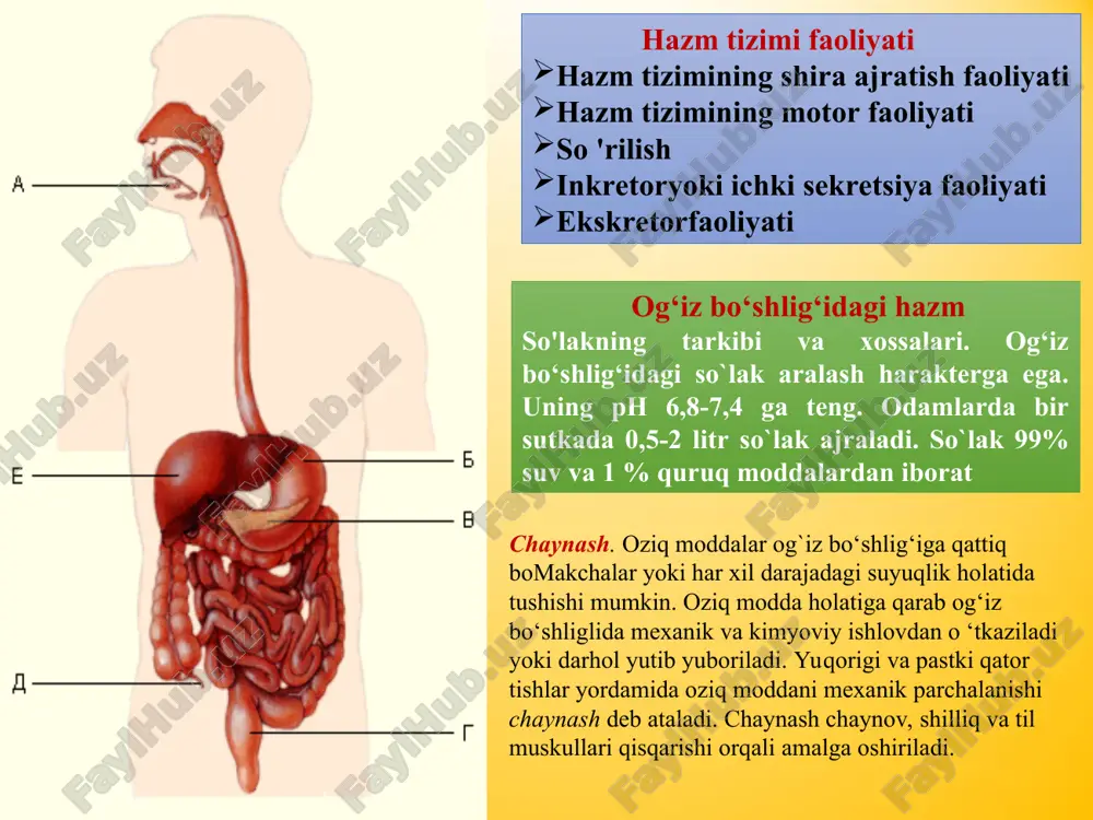 hitni yaratadi; 4) me’da shirasi antibakterial ta’sirini ta ’minlaydi; 5) oziq moddani me’dadan o ‘n ikki barmoqli ichakka evakuatsiyasi (o‘tishini) me’yorda ushlab turadi; me’da tomondan ta’sir qilib pilorik sfinkter ochilishini va o‘n ikki barmoqli ichak tomondan ta’sir qilib uning yopilishini ta’minlaydi; 6) pankreatik shira ajralishini kuchaytiradi. me’da shirasining tarkibiga quyidagi anorganik moddalar ham kiradi: xloridlar, bikarbonatlar, suliatlar, fosfatlar, natriy, kaliy, kalsiy, magniy va boshqalar. shiraning organik tarkibiga proteolitik fermentlar kiradi, ulaming ichida asosiy vazifani bajaruvchi ferment pepsindir. pepsinlar nofaol (sust) pepsinogen holatida ajraladi va xlorid kislota ta’sirida faollashadi. ph 1,5-2,0 bomganda ulaming proteolitik faolligi optimal bomadi, oqsillami albumoz va pentonlargacha parchalaydilar. gastriksin ph 3,2-3,5ga teng bo`lganda oqsillami gidrolizga uchratadi. renin (ximozin) kalsiy ionlari ishtirokida emvchi oqsil kazionogendan erimaydigan kazein hosil qilish natijasida sutni og‘izga aylantiradi. me’da shirasida preteolitik bo`lmagan fermentlar ham mavjud. bularga faqat emulsiyalangan yog`larni parchalovchi lipaza kiradi. me’dada oziq modda muhiti kislotali bo`lgungaqadar so‘lak amilazasi ta’sirida karbonsuvlar gidrolizi …
