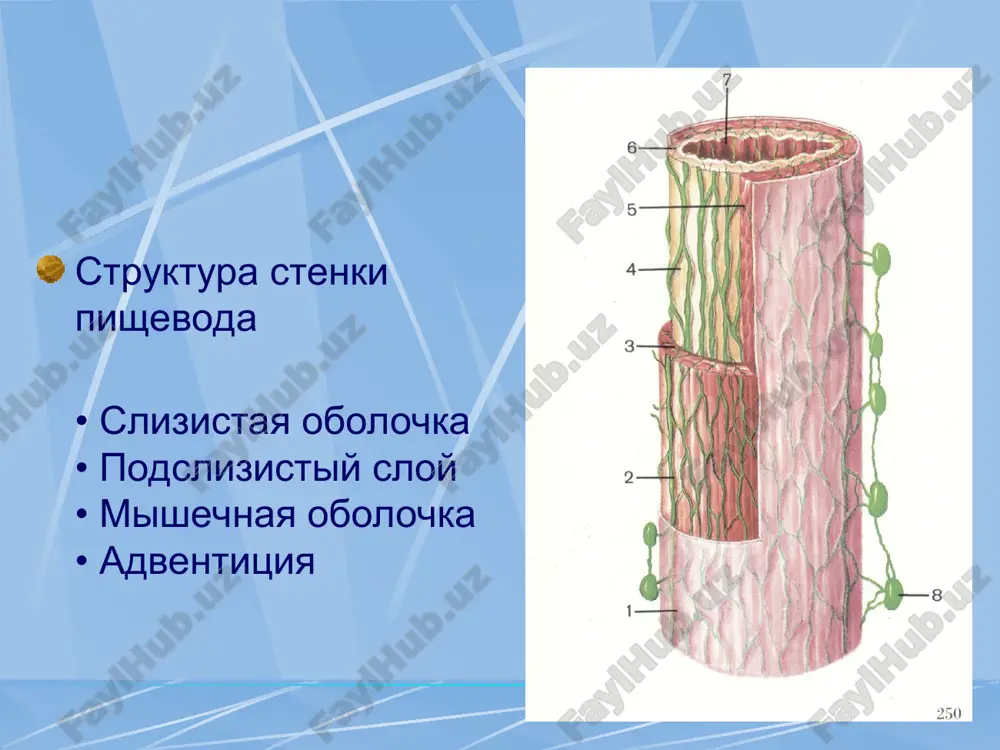 yut kombinirovannoe lechenie - ad'yuvantnuyu luchevuyu terapiyu i operatsiyu. optimalnoy schitaetsya cherezplevralnaya rezektsiya pishevoda s vnutrenneplevralnoy plastikoy za lyuisom. pri lokalizatsii opuxoli neposredstvenno v naddiafragmalnoy chasti pishevoda ili v abdominalnom otdele, optimalnoy yavlyaetsya operatsiya tipa garloka, kotoraya osushestvlyaetsya cherez leviy torakoabdominalnoy dostup. * rezektsiya pishevoda * formirovanie pishevoda iz bolshoy krivizni jeludka * rezektsiya pishevoda * plastika pishevoda jeludkom * lechenie tipichnoy operatsiey pri kardio-ezofagealnom rake yavlyaetsya proksimalnaya rezektsiya jeludka s rezektsiey nijney chasti pishevoda. pishevod peresekayut na rasstoyanii ne menee 4sm. ot verxnego kraya opuxoli. pri gastroezofagealnom rake vipolnyayut gastrektomiyu s rezektsiey nijney chasti pishevoda. dannie operatsii neredko neobxodimo rasshiryat za schet dopolnitelnix rezektsiy smejnix organov (pecheni, podjeludochnoy jelezi, diafragmi, nadpochechnika, poperechno-obodochnoy kishki, legkix, perikarda, selezenki). rezektabelnost sostavlyaet okolo 50%. v nerezektabelnix sluchayax vozmojni simptomaticheskie operatsii dlya obespecheniya vozmojnostey pitaniya: gastro- i eyunostomiya, obxodnie anastomozi, rekanalizatsiya pishevoda lazernimi luchami * luchevaya terapiya pri rake sredney i nijney treti grudnogo …