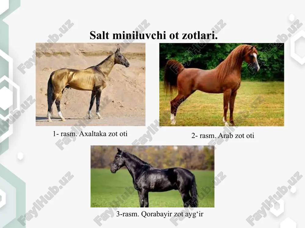 "qo‘chqor kalla" shaklida; bo‘yni uzun. yaxshi sharoitda 1,5 yoshli toylarning vazni 500 kg keladi. uch yoshida rivojlanishdan to‘xtaydi. o‘zbekistonning tog‘li zomin, baxmal, zonalarida joylashgan mahalliy qorabayir otlarining go‘sht mahsuldorligini yaxshilash uchun ularning biyalari vladimir zot ayg‘irlari bilan chatishtirilgan. rus og‘ir yuk tortuvchi zot 1952 yilda mustaqil zot sifatida tasdiqlangan. bu zot ukraina va ural zavodlarida yaratilgan. bu zotni yaratishda belgiya tog‘ ardeni, brabanson, persheron zotlari, orlov yo‘rtoqisi va ukrainaning mahalliy otlaridan keng foydalanilgan. rus og‘ir yuk tortuvchi zot boshqa og‘ir yuk tortuvchi zotlardan konstitusiyasining quruqligi va tanasining kichikligi bilan farq qiladi. tirik vazni 550-600 kg keladi. tez qarimaydi, ayg‘ir va biyalarini 20 yoshga qadar nasl olish uchun ishlatish mumkin. undan tashqari kleydestal, brabanson, arden, persheron ot zotlari e’tiborga loyiq. xozirgi vaqtda persheron zoti dunyo miqyosida eng ko‘p tarqalgan zotlardan biri hisoblanadi. issiq iqlim sharoitiga boshqalarga nisbatan tez moslashadi. vazni 1000 kg keladi. brabanson arden persheron etiboringiz uchun raxmat. image2.jpeg image3.jfif …
