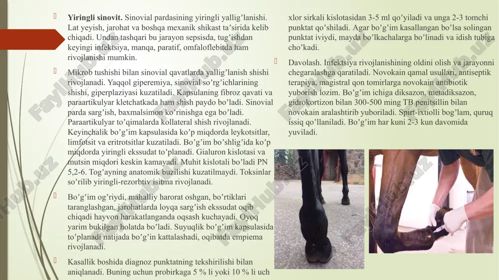 hlar va boʼgʼim deformatsiyasi kuzatiladi. koʼpincha otlarda sakrash boʼgʼimida rivojlanadi. kelib chiqishi toʼgʼrisida yagona fikr yoʼq, oxirgi vaqtlarda qoramollarda uchrashi qayt qilingan. koʼpincha vitamin-mineral modda almashinuvining buzilishi, raxit, osteomalyatsiya, va boshqalardan hosil boʼladi. artrozning boshlanishi togʼayning asta-sekinlik bilan yemirilishi bilan xarakterlanadi. togʼay kulrang-sargʼish yoki jigar rang-sargʼish boʼladi. suyak togʼaylari yemirilgandan soʼng suyak yuzalari oʼzaro ishqalanadi va silliq boʼlib qoladi. keyinchalik suyakda osteoskleroz boshlanadi. boʼgʼim yorigʼi torayadi. periartikulyar toʼqimalarda oʼzgarishlar uncha rivojlanmaydi. klinik belgilar. birinchi bosqichda yaqqol oʼzgarishlar yoʼq. rentgen rasmlarda boʼgʼim chetlarida oʼtkir uchli suyak oʼsmalari, dogʼli osteoparez koʼrinadi. ikkinchi bosqichda boʼgʼim funktsiyasi buziladi. oqsash, oyoqlarni navbatma navbat almashtirib bosish, boʼgʼim yoriqning torayishi, oʼsmalarning koʼpayishi kuzatiladi. uchinchi bosqichda yaqqol klinik-rentgenologik va patomorfologik oʼzgarishlar kuzatilib boʼgʼim shakli buzilgan boʼlib, ogʼriq sezilmaydi. davolash. maxsus davolash usuli ishlab chiqilmagan. moddalar almashinuvi tiklanadi. ozuqalarga vitamin a,d, fosfat kaltsiy, baliq moyi aralashtiriladi. parafin va ozokerit applikatsiyalari, u.b.n. qoʼllaniladi. ankiloz. boʼgʼim atrofi yoki oʼzida yalligʼlanish rivojlanishi …