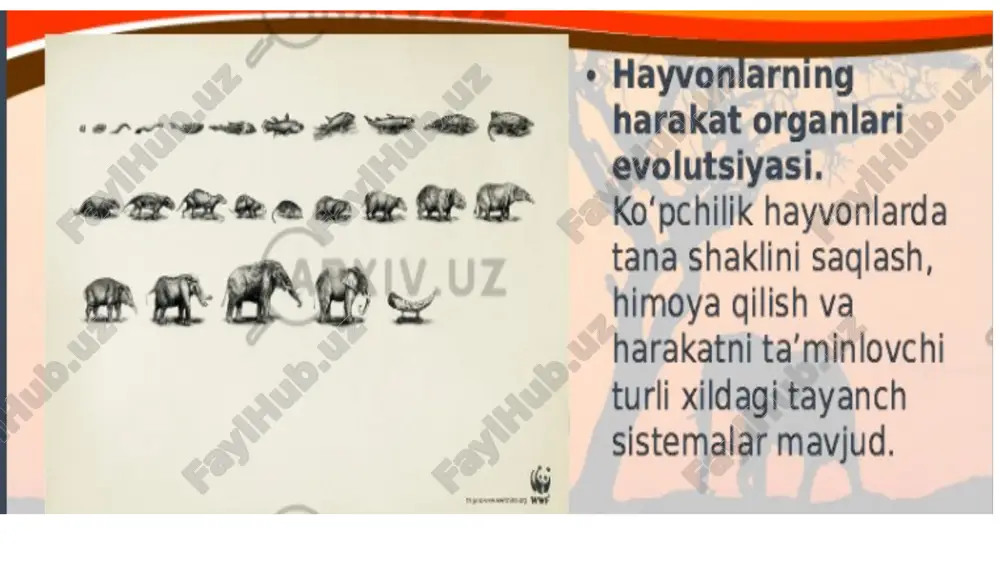 shlar bo’ladi.tirsak bo’g’imi bilan oyoqning pastki qismi orqaga o’tadi va ko’krak yuzasi tekislanib koladi. tirsak bo’g’imiga deyarli huddi odamdagidek bukish va yozish harakatlari mavjud. hayvon turgan paytda tirsak bo’g’imi yozilgan, elkasi tik bo’ladi, elka bilan bilak odamdagidek to’hri chiziq hosil qilmasdan, balki utmas burchak hosil qiladi. yuqorida aytib o’tilganidek, oldingi oyoq pronatsiya holatida erga qo’yiladi, biroq ko’pgina hayvonlarda bilak suyaklari harakatchan bo’lganligi tufayli ham supinatsiya, ham pronatsiya harakatlari bo’ladi. yirik va mayda mushuklar (yo’lbars, arslon, qoplon va boshqalar), ayiq, quyonlar, olmahonlar, ko’pgina kemiruvchilar ana shunday harakat qilish imkoniyatiga ega, ammo tuyoqlilarda bunday layoqat yo’q. kaft usti bo’hinida asosan (hususan tuyoqlilarda) bukish va yozish harakatlari bo’ladi, shu bilan birga kaft bilan bitta to’hri chiziq hosil qilgan paytda yozish harakati to’htaydi. tuyoqlarda bukish ayniqsa passiv ravishda bukish harakati (hayvon yotib dam olayotgan paytda) panja bilan bilak yuzalari bir-biriga taqalganida to’htab qoladi; yirtqichlarda bukish harakatining ko’lami odatda odamdagi shu harakat ko’lamiga to’hri keladi. …