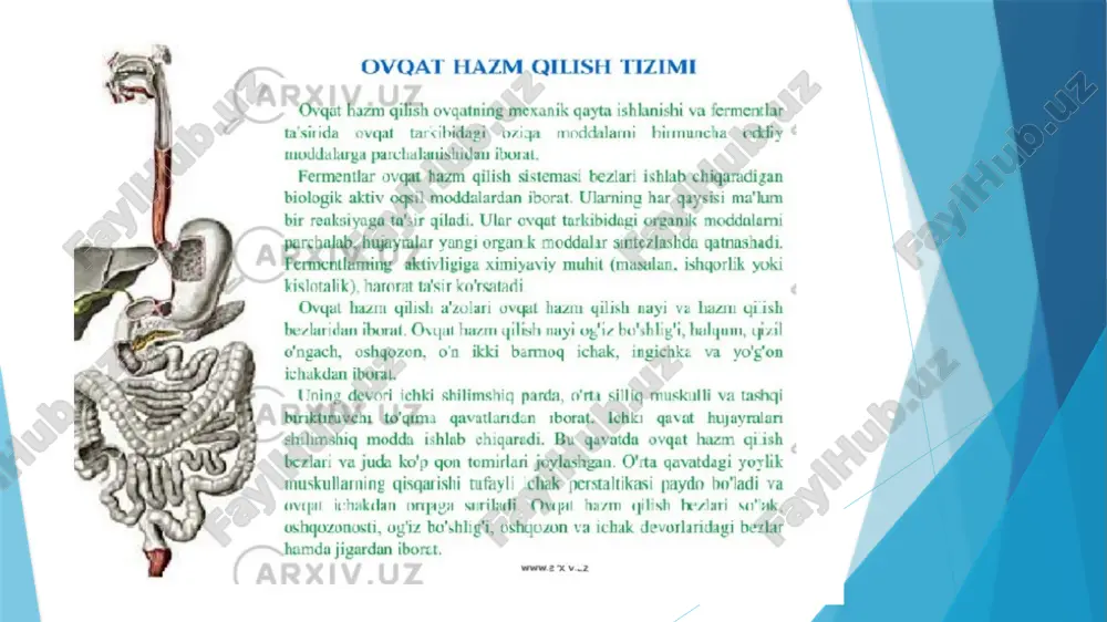 hazm tizimi faoliyatini o'rganish - Page 4