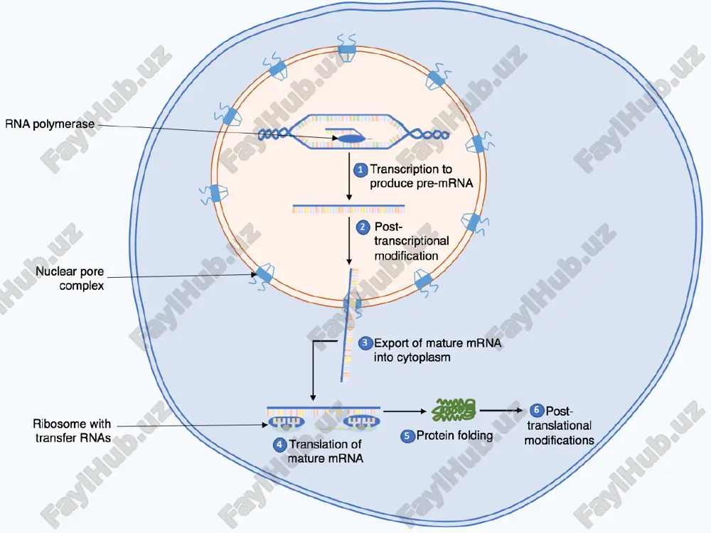 oqsil biosintezi - Page 4