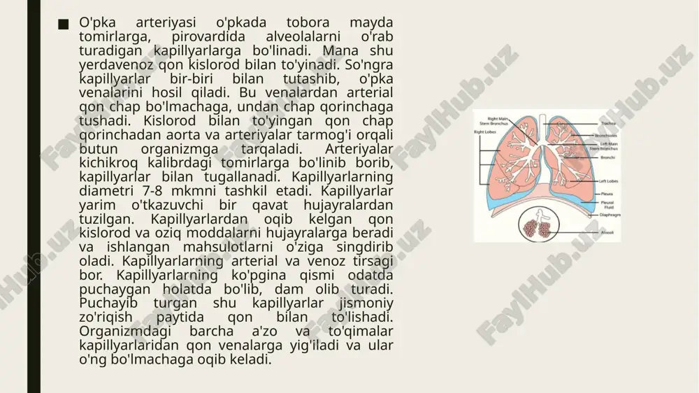 hi - aritmiya deganda, yurakning to'xtab-to'xtab, xuddi xayolda yurak muzlab, to'xtab qolganday, qisqa kuchli urishi tushuniladi. yurakning to'xtab-to'xtab urishi bir marotaba yoki davomli bo'lishi mumkin. bu holatga yurak qisqarishlarining buzilishi sabab bo'ladi. yurak sohasidagi og'riq yurak kasalliklarining muhim belgisidir. qisib turadigan og'riqlar, ko'pincha yurak muskulini oziqlantirib turadigan toj tomirlar orqali yurakning qon bilan ta'minlanmasligi (miokardishemiyasi) natijasida kelib chiqadi. og'riq qisqa vaqtli (3-5minutgacha), xurujsimon bo'lib, ko'pincha fizik kuchlanish vaqtida(yurganda, zinadan yuqoriga ko'tarilganda), ko'chadagi havo haroratipast bo'lgan vaqtda birdaniga ko'chaga chiqqanda seziladi. og’riq ko’pincha to'sh sohasida (kamdan-kam yurak sohasida) bo'lib, ba’zan harakatni to'xtatganda yoki nitroglitserin qabul qilganda o'tadi. hansirash. yurak kasalliklarida ko'p uchraydigan belgilar yurak qisqaruvchanlik funksiyasining pasayishi natijasida kelib chiqadi va buning evaziga kichik qon aylanish doirasida qon dimlanadi, hansi-rash - yurak yetishmovchiligining birinchi belgilaridan hisoblanadi. yurak muskullarining sezilarsiz bo'shashishi natijasida jismoniy kuchla-nishlarda hansirash seziladi. yurak muskullarining to'satdan bo'shashishi sababli, to'satdan hansirash yuzaga keladi (xuddi nafas qisish xurujidek), bu holat yurakastmasi …