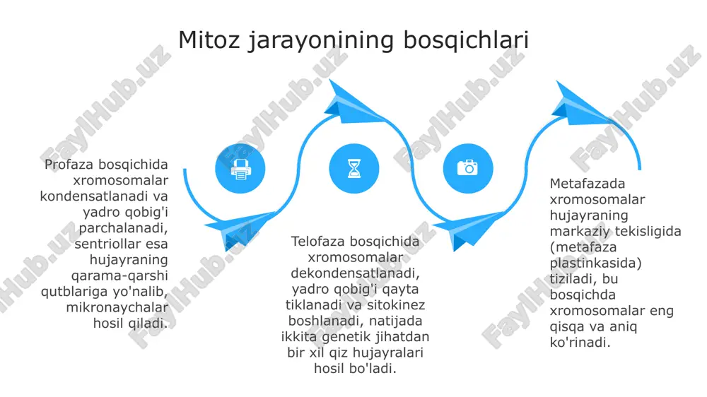 mitoz va meyoz - Page 4