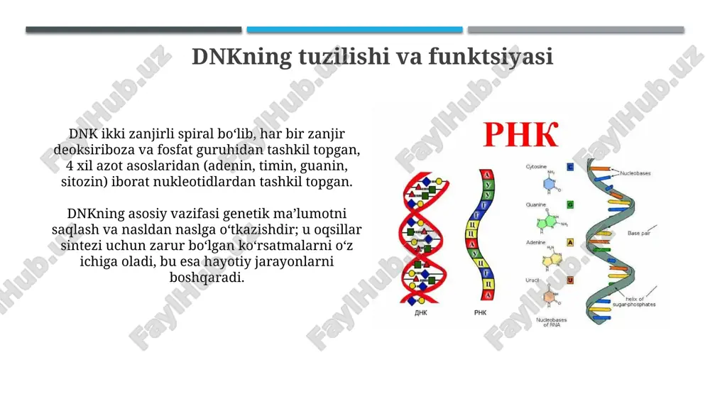 oqsilbiosintezida dnk va rnk ni roli - Page 4