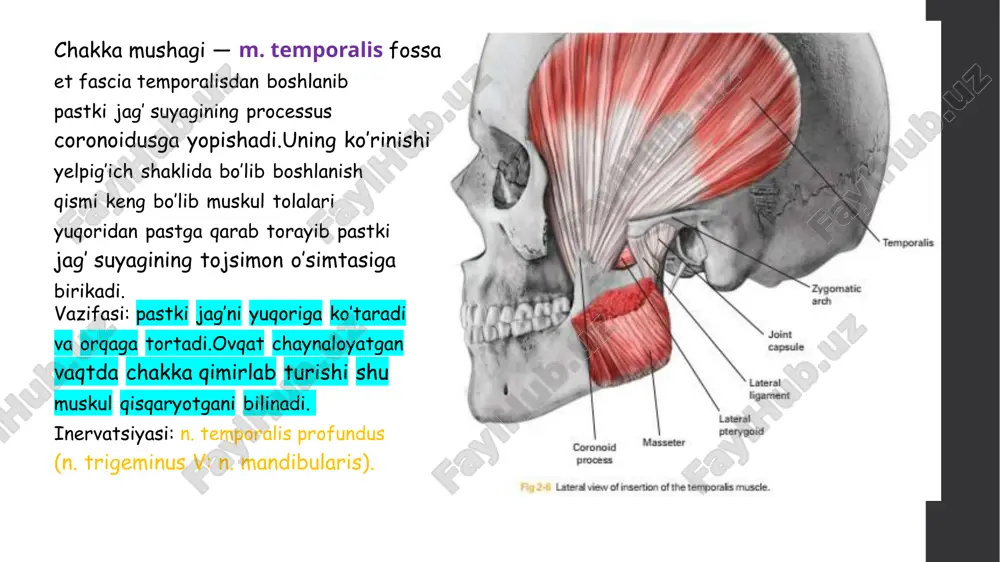 lanadi. engak terisidayakunlanadi. vazifasi: engakterisini burishtiradivapastkilabnioldinga tortadi. innervatsiyasi: n.facialis(vii) m.buccinator—lunjmushagi. yuqorijag‘ suyaginingalveolar o‘simtasidanboshlanadi. og'iz burchagisohasidam. orbicularis orismushagigabirikadi. vazifasi: og'iztirqishi burchaginilateral tarafga tortadilunjvalablarnitishva milkgataqaydi, og’izdahlizidagi havonitashqarigapuflashda qatnashad. innervatsiyasi: n.facialis(vii). m.orbicularisoris-og’iztirqishi atrofidagiaylanamushak, ustkiva pastkilablarasosinihosilqilib, tolalariyo‘nalishiturlichabo‘lgan ikkiqismdaniborat. labgategishli qismi(pars labialis) ustkivapastki lablarichidajoylashibtolalariog‘iz burchaklarisohasidao‘zarobirikadi. chetdagiqismi(pars marginalis) ustkivapastkilablargakeluvchi og‘izyorig‘iyaqinidajoylashgan mimikamushaklaritolalaridan iborat. vazifasi: og‘iztirqishiniyumadi, so‘rishvachaynashjarayonlarida ishtiroketadi. innervatsiyasi: n.facialis burunto‘sig‘inipastgatortuvchi mushak(m.deperssorseptinasi) ustkijag‘ suyaginingmedial kurak tishialveolasiustidanboshlanib, burunto‘sig‘itog‘ayigabirikadi. vazifasi: burunto‘sig‘inipastga tortadi. innervatsiyasi: n.facialis e’tiboringiz uchun rahmat! image1.png image2.png image3.png image4.png image5.png image6.png image7.png image8.png image9.png image10.png image11.jpeg image12.jpeg image13.jpeg image14.jpeg image15.jpeg image16.png image17.png image18.png image19.png image20.png image21.png image22.png image23.png image24.png image25.png image26.png image27.png image28.png image29.png image30.png image31.png image32.png image33.png image34.png image35.png image36.png image37.png image38.png image39.png image40.png the chipped and worn teeth /docprops/thumbnail.jpeg