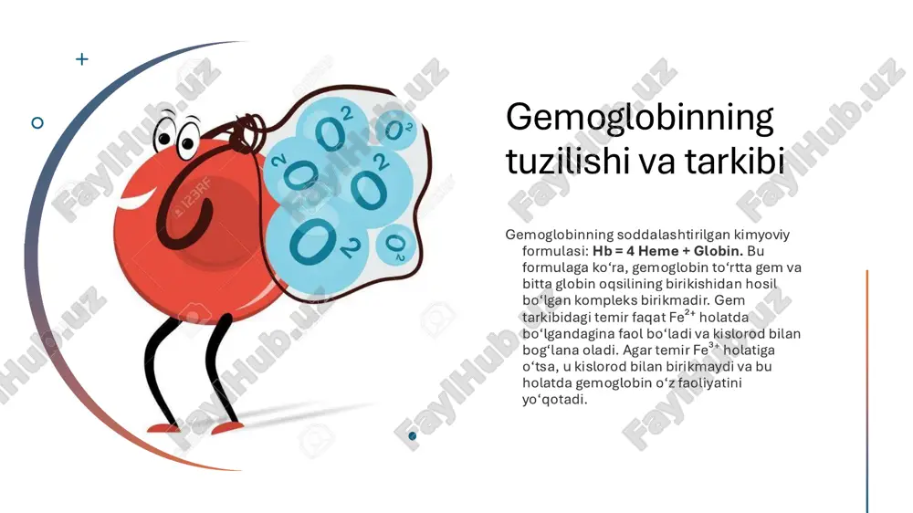 rod yetishmovligiga olib keladi. xulosa qilib aytganda, gemoglobinning turlari — organizmning yoshiga, holatiga va genetik omillarga bog‘liq. har bir tur o‘ziga xos vazifani bajaradi, ammo ularning barchasi bir maqsad — kislorod tashish va organizmni hayot uchun zarur energiya bilan ta’minlash uchun xizmat qiladi. gemoglobin miqdorining o‘zgarishi va uning fiziologik ahamiyati gemoglobin miqdorining o‘zgarishi organizm holatini baholashda muhim ko‘rsatkich hisoblanadi, chunki u qonning kislorod tashish qobiliyatini belgilaydi. sog‘lom erkaklarda gemoglobin miqdori odatda 130– 160 g/l, ayollarda esa 120–140 g/l atrofida bo‘ladi. bu miqdor yosh, jins, jismoniy holat va yashash joyi (masalan, baland tog‘lik hududlar) kabi omillarga bog‘liq holda o‘zgaradi. gemoglobin miqdorining kamayishi holati gipogemoglobinemiya yoki anemiya deb ataladi. bu holatda qonning kislorod tashish imkoniyati pasayadi, to‘qimalarda kislorod yetishmovchiligi yuz beradi. buning sabablari ko‘p bo‘lishi mumkin: qon yo‘qotish, temir tanqisligi, vitamin b₁₂ yetishmovchiligi, suyak iligi kasalliklari, surunkali infeksiyalar va boshqalar. anemiya belgilari — holsizlik, bosh aylanishi, yurak urishining tezlashuvi, terining oqarishi va …