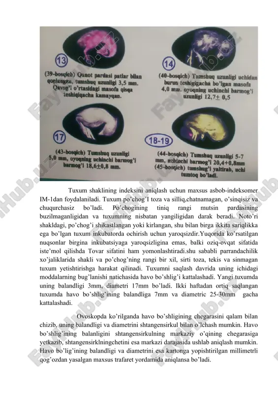 opishishiga sabab bo‘ladi, oqibatda oqsilning ko‘p qismi chetda qolib ketadi. natijada oqsil butunlay istemol qilinmaydi va murtakning oziqlanishi buziladi. murtagi nobud bo‘lgan tuxumlarni yorish texnikasi tirik murtakli tuxumlarni yorish texnikasiga o‘xshashdir. ammo ushbu xolda veterinariya talablariga aloxida e’tibor berish kerak. bunda rezinali qo‘lqoplarda ishlash talab qilinadi. ishni boshlashdan oldin qo‘llar vazelin bilan moylanadi. tuxumni yorib, pardalari olib tashlanadi va murtakning xolati aniqlanadi. murtak tanasi tuxum uzunligi bo‘yicha joylashgan, bo‘yin qaytgan, boshi o‘ng qanotining ostida, tumshug‘ining uchi qanotning ostidan chiqqan, tanasi tuxumning xavo bo‘shlig‘i tomoniga yo‘nalgan, oyoqlari bo‘g‘imlarida bukilgan va tanasiga yopishgan bo‘lsa, murtak tuxum ichida normal yotgan xisoblanadi. tuxum po‘chog‘i pardalari qizg‘ish rangda, murtak atrofi suyuqliksiz bo‘lishi kerak. katta miqdordagi siydik tuzlari, istemol qilinmagan oqsil yoki qon bilan o‘ta to‘lgan qismlarining bo‘lmasligiga e’tibor beriladi. shundan keyin murtakning o‘zi ko‘zdan kechiriladi uning umumiy rivojlanishi, tanasida, boshida va oyoqlarida normadan cheklanishlar yo‘qligi, sariqlik xaltasining xolati, modda almashinuv maxsulotlarining yo‘qligi belgilanadi. ishni bajarish …