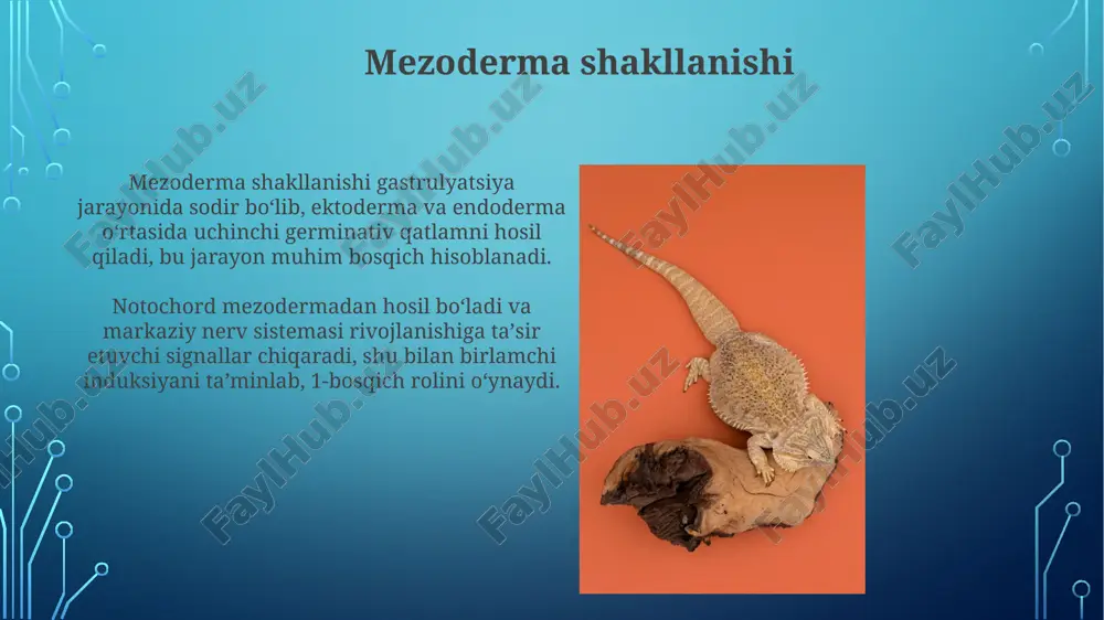 umurtqalihayvonlardaorganogenezningbosqichlari - Page 4