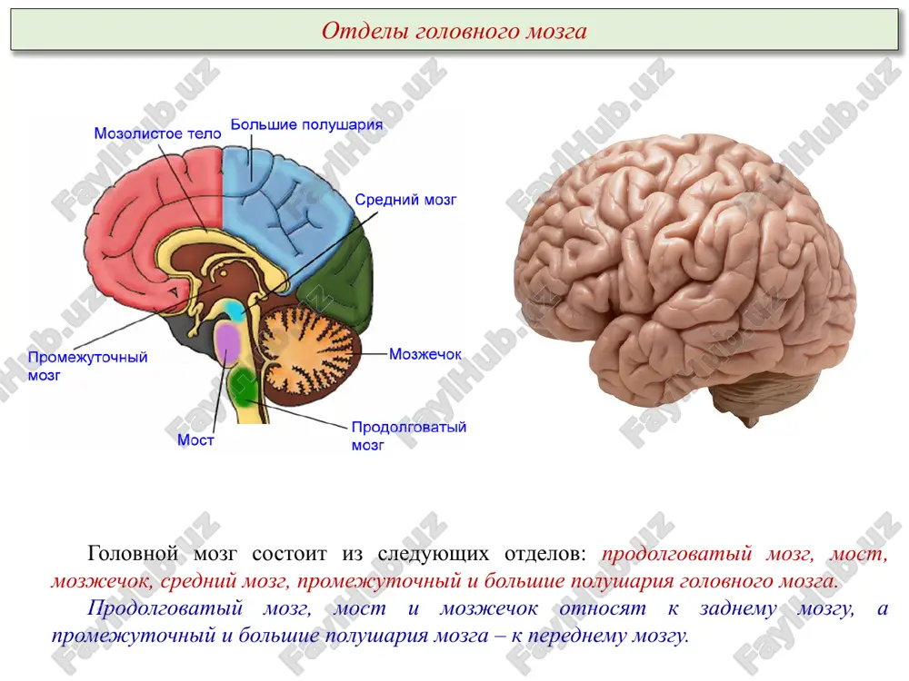 robiologiya issledovaniya v oblasti vosstanovleniya povrejdennix nervnix tkaney. image1.png image2.jpeg image3.png image4.png image5.png image6.png image7.png image8.png image9.jpeg image10.jpeg image11.png image12.png image13.png /docprops/thumbnail.jpeg