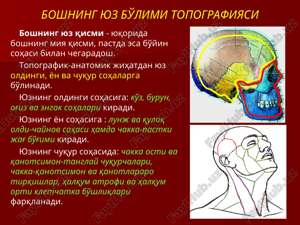 va qanotlararo kletchatka bo'shlig'ini ajratgan. yuzning chuqur sohasi chakka-qanotsimon tirqishda yuzaroq qanotsimon venoz chigali va chuqurroq yuqori jag' arteriyasi va uning shoxlari o'rnashgan. chakka-qanotsimon tirqish kletchatkasi qon tomir-nerv tutamlari yo'nalishi bo'ylab quyidagi sohalar bilan tutashadi: og'iz bo'shlig'i bilan burun bo'shlig'i bilan ko'z kosasi bilan qanot-tanglay chuqurchasi bilan kalla bo'shlig'i bilan. yuzning chuqur sohasi yuz sohasi yiringli jarayonlarida kesishni tashqi eshituv teshigidan yuqoriga qarab chakka sohasiga, pastga qarab past jag' cheti bo'ylab yoki oldinga qarab og'iz burchagi tomon amalga oshirish maqsadga muvofiq. bez sohasida faqat uning kapsulasini kesish kerak. bunday bajarilgan kesimlar yuz nervi shoxlariga parallel tushadi va asoratlarsiz o'tadi. yuz nervining o'rta shoxini shikastlamaslik maqsadida kesimni burun qanotidan quloqning pastki nuqtasi tomon olib borish kerak. teri osti kletchatkasi flegmonasida kesim chuqur bo'lmasligi, ya'ni xususiy fastsiyagacha olib borilishi zarur, sababi fastsiya tagida yuz venasi va quloq oldi so'lak bezining chiqaruv (stenon) nayi o'rin olgan. ko'z kosasi piramida shaklida bo'lib, uning 4 …