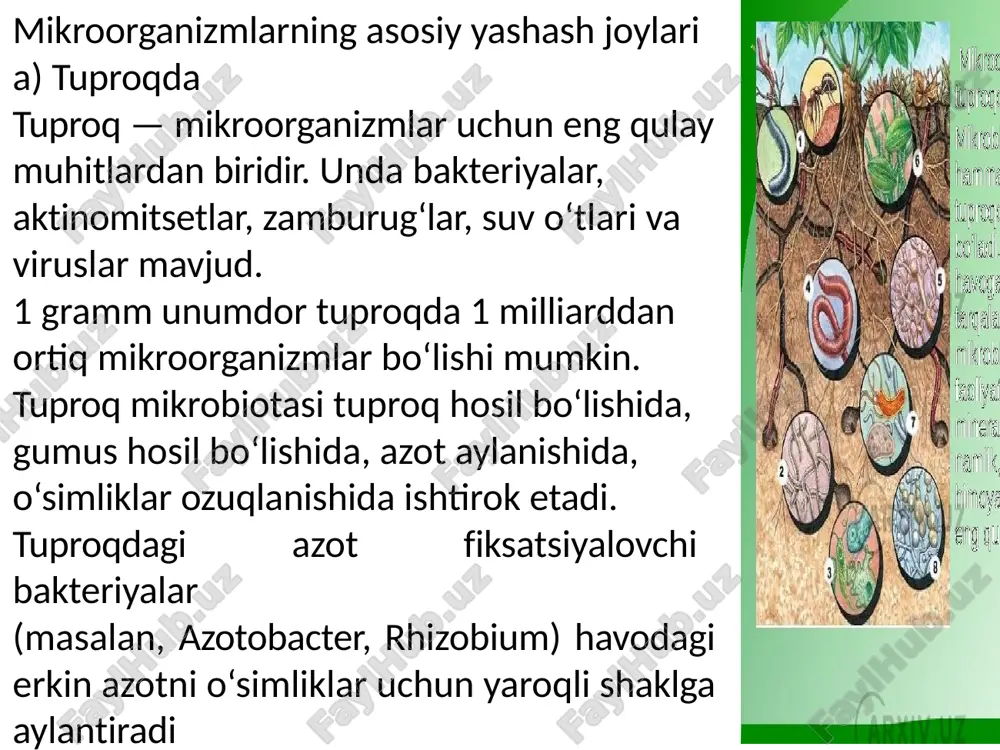mikroorganizmlarning tabiat datarqalishi - Page 4