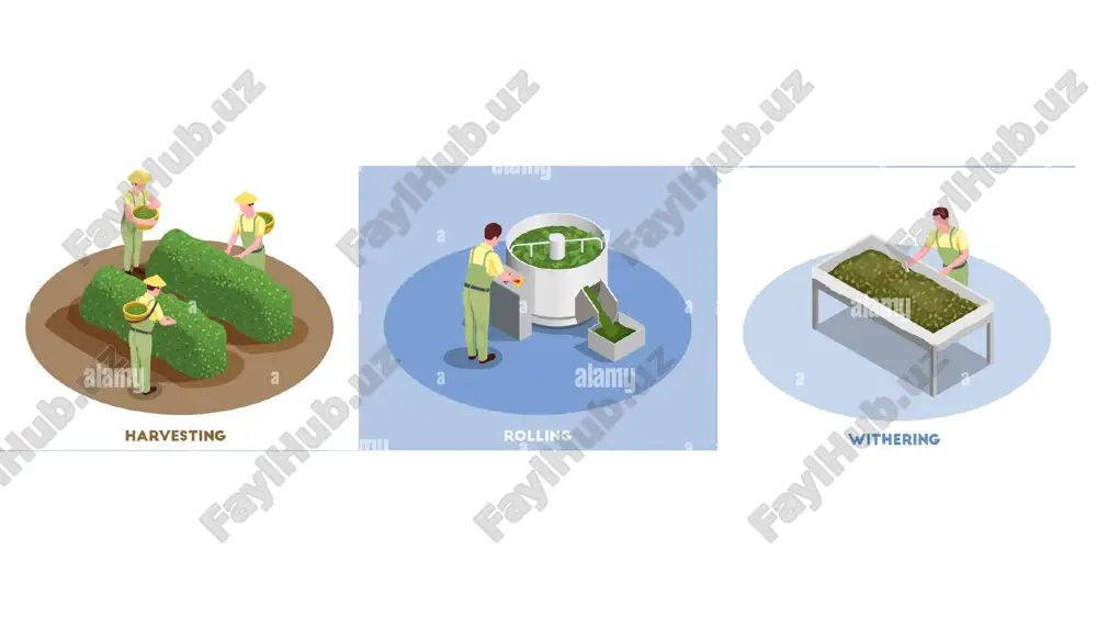 tea processing sequence - Page 4