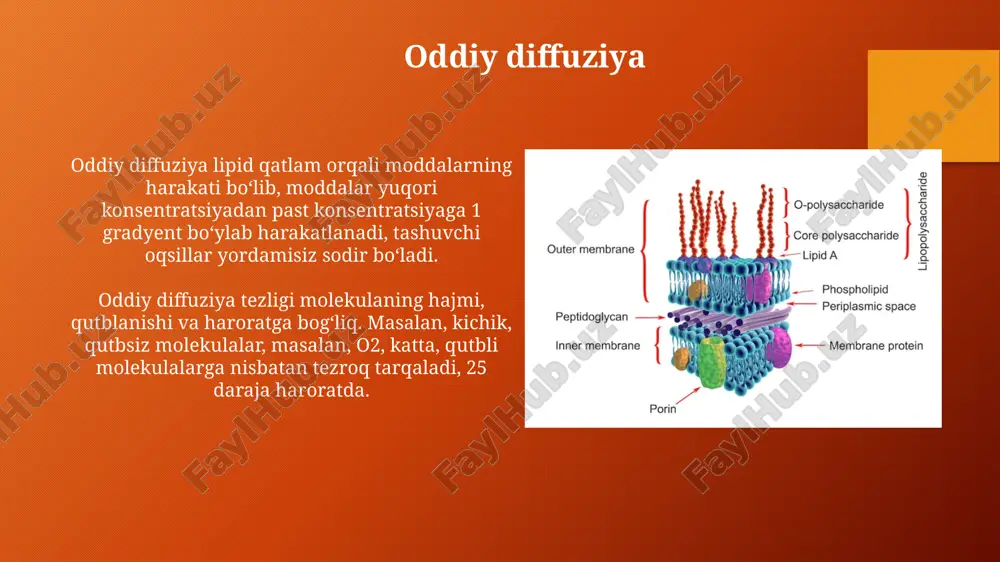 i va to'qimalar homeostazini saqlaydi, buzilgan hujayralarni bartaraf etadi. apoptosisning buzilishi saraton, autoimmun kasalliklar va neyrodegenerativ kasalliklar kabi turli xil kasalliklarning rivojlanishiga olib kelishi mumkin, bu esa sog'lom hujayralarning ortiqcha ko'payishiga sabab bo'ladi. membrana transporti, onkogenlar, suppressor genlar va apoptoz o'rtasidagi bog'liqlik o'zgaruvchan membrana transporti onkogenlarning faollashuvi natijasida kelib chiqishi mumkin, bu hujayralarning o'sishi va proliferatsiyasi uchun zarur bo'lgan ozuqa moddalarining so'rilishini kuchaytiradi. o'sma suppressor genlarining yo'qolishi apoptozni inhibe qilishi mumkin, bu esa hujayralarning membrana transporti tizimida buzilishlar bilan kasallangan hujayralarning to'planishiga olib keladi. xulosa xulosa, tadqiqotning asosiy natijalarini qisqacha bayon etadi va muhim topilmalarni 2-3 asosiy bandda ta'kidlaydi, shu bilan birga kelajakdagi yo'nalishlarni ko'rsatadi. xulosa, asosan, muammoning yechimini 1-2 bandda tushuntiradi va isbotlangan gipotezalarni raqamlar bilan (masalan, 85% samaradorlik) ko'rsatib, nazariy ahamiyatini ochib beradi. e'tiboringiz uchun rahmat image3.png image4.jpg image5.jpg image6.jpg image7.jpg image8.jpg image9.jpg image10.jpg image11.jpg image12.jpg image13.jpg image14.jpg image15.jpg image16.jpg image17.jpg image18.jpg image19.jpg image20.jpg image1.png