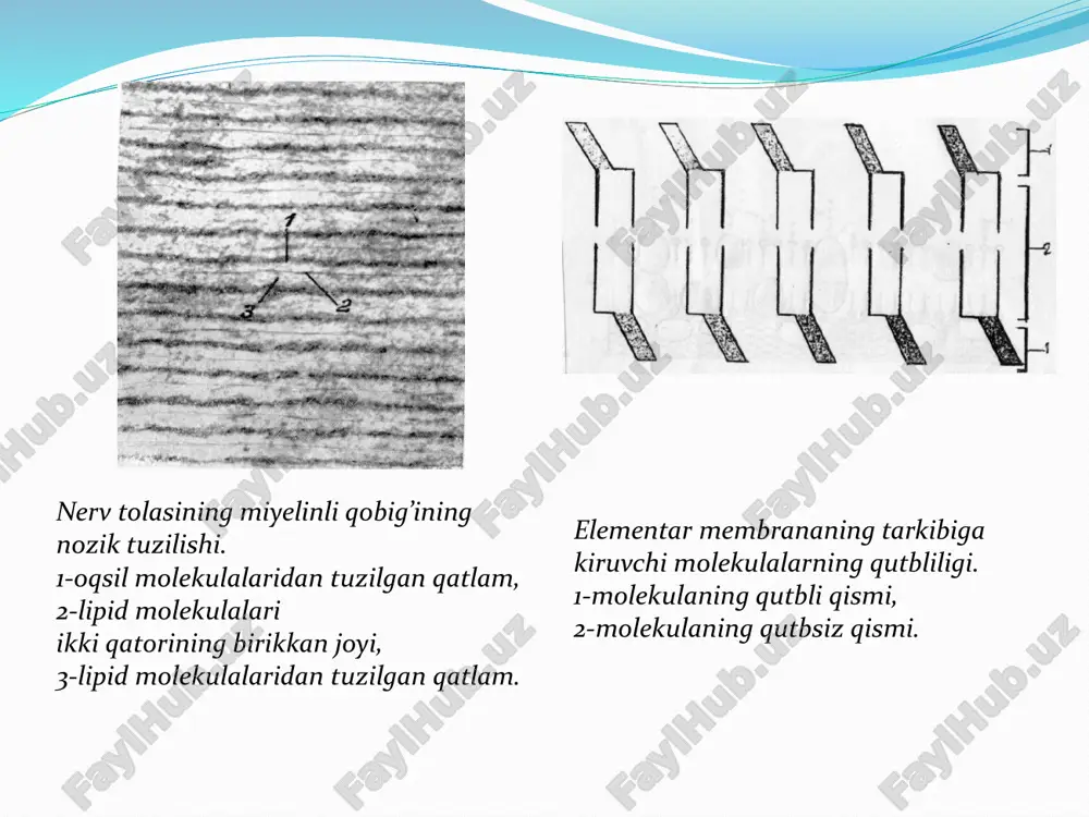 membrana ionli nazariyasi - Page 4