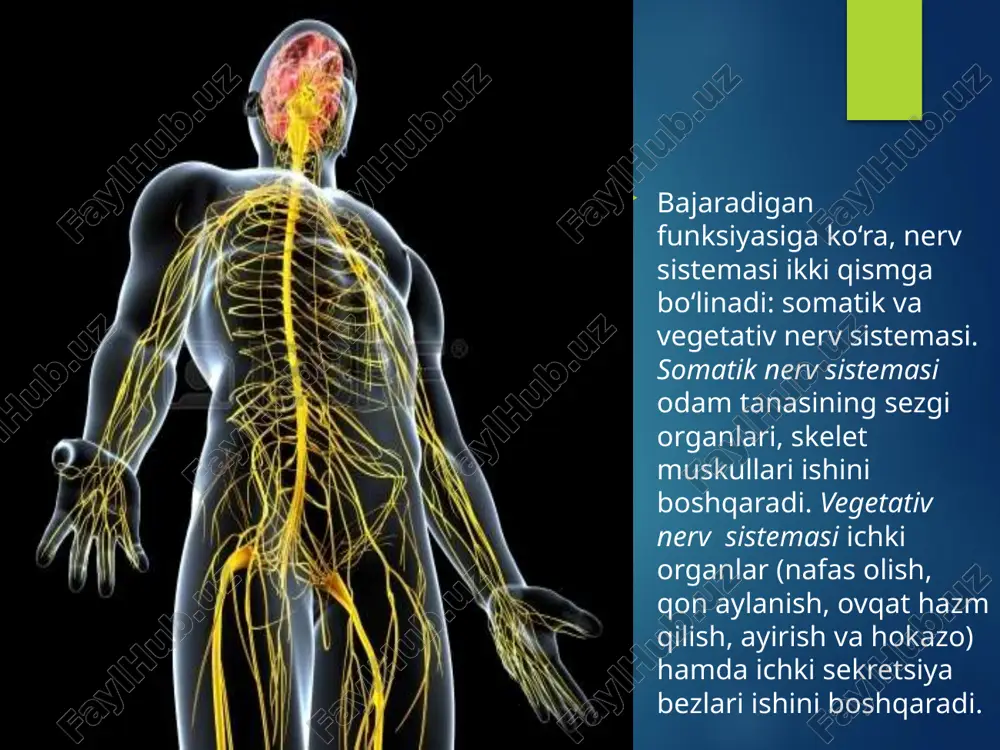 shgan nerv hujayralari va ularning nerv tolalari shikastlansa yoki kasallansa, o‘sha joydagi nerv markazlaridan ta’minlanadigan to‘qima va organlarning sezish va harakatlanish funksiyasi yo‘qoladi, shu to‘qima yoki muskul falajlanib qoladi. orqa miya ikki xil: reflektor va o‘tkazuvchilik funksiyasini bajaradi. adabiyotlar. temkin b.n. “maktab gigiyenasi” t. o`qituvchi 1972 yil. sharipova d.j., vohidova r.g. “o`quvchular toliqishini oldini olish” t. medisina 1986 yil. matyushonok i.t. “boshlang`ich maktab o`quvchilarining anatomiya – fiziologiya va gigienasi” t.o`qituvchi 1972 yil. qodirov u.z. “odam fiziologiyasi” abu turaqulov yo. x. “hozigi zamon biologiyasi va irsiyat masalalari” t. fan 1969 yil. image2.jpeg image3.png image4.jpeg image5.jpeg image6.jpeg image7.gif image8.jpeg image9.jpeg image10.gif image11.jpeg image12.jpeg /docprops/thumbnail.jpeg