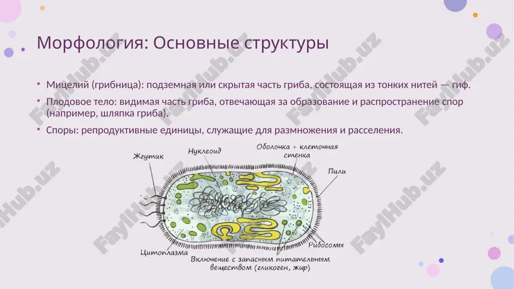 : akademkniga, 2015. melnikova, n. i. mikroskopicheskaya texnika v mikologii. — sankt-peterburg: nauka, 2013. alekseev, a. n. metodi izucheniya gribov i mikroskopicheskix organizmov. — moskva: mir, 2019 spasibo za vnimanie image1.png image2.png image3.png image4.png image5.png image6.png image7.png image8.png image9.png image10.png image11.png image12.png image13.png /docprops/thumbnail.jpeg
