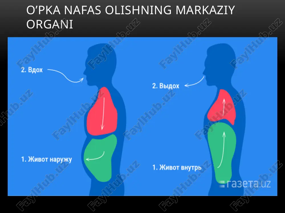 nafas tizimi quyi a’zolari. - Page 4