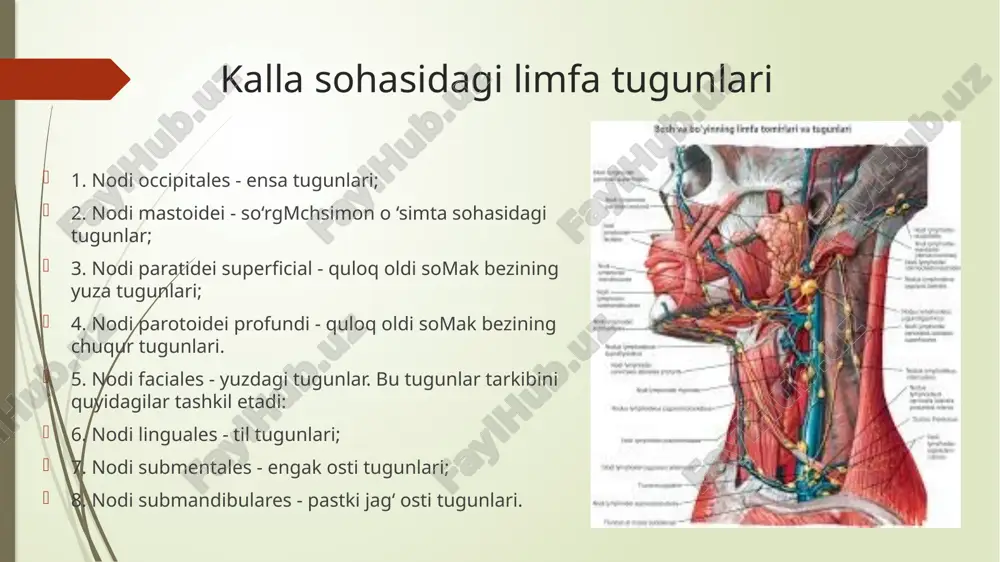 limfa sistemasi anatomiyasi - Page 4