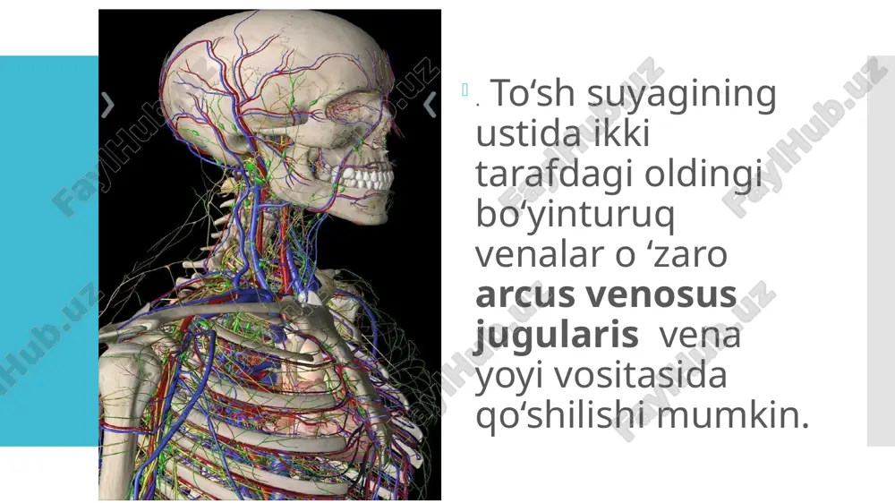 vena tashqi bo'yinturuq va qo'ltiqosti - Page 4