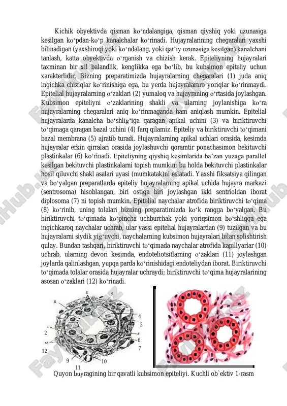 ematoksilin bilan geydengayn usuli boʻyicha boʻyalgan (2-rasm). turli organlarda koʻp qatlamli yassi epiteliy turli darajada shoxlanishi bilan farq qiladi; shox pardaning qoplami bu epiteliyning kuchsiz shoxlanadigan turlariga kiradi. shox pardaning asosi preparatlarda koʻpincha qavatlarga ajralib turuvchi plastinkali biriktiruvchi toʻqimadan iborat. bu toʻqima yuzasida kesmaning qabariq tomonida epiteliy tasmachani topamiz. preparatni mikroskopda shunday oʻrnashtirish kerakki, epiteliy koʻrish maydonida yuqorida, biriktiruvchi toʻqima esa past tomonda boʻlsin. preparatni kichik obyektivda qarab, epiteliy tasmachani topiladi; uning biriktiruvchi toʻqima bilan chegarasi toʻgʻri-tekisligiga e’tibor beriladi; bu belgi kuchsiz shoxlanadigan va yupqaroq qavat hosil qiladigan (kuchli shoxlanadigan epiteliyga nisbatan) epiteliylar uchun xarakterlidir. epiteliyning vertikal kesilgan, hujayralari chegarasi yaxshi ifodalangan qismini topib koʻrish maydonining markaziga oʻrnashtirish, kuchli obyektivda oʻrganish va chizib olish kerak. koʻp qatlamli epiteliylarni chizishni epiteliy hujayralari transformatsiyasi jarayoniga mutanosib holda har doim chuqur qavatlardan boshlamoq kerak. epiteliy biriktiruvchi toʻqima (1) dan aniq ifodalangan, bu yerda boumen plastinkasi deb ataladigan bazal membrana (2) bilan ajralib turadi. …