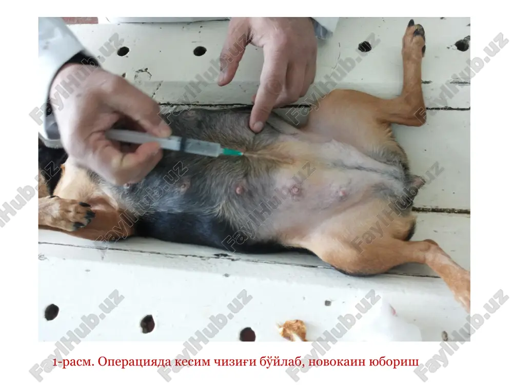 eshik hosil qilish. uretrostonia ko'rsatma – siydik batamom o'tkazilmagan vaqtida va a'zo amputatsiyasi vaqtida. texnikasi – operatsiya uretrotomiyaga o'xshab qilinadi, lekin shilimshiq parda teriga tikiladi yara tuzalgandan so'ng teshikdan siydik chiqadi. siydik pufagidagi operatsiyalar anatomo–topografik ma'lumot: qovuq – vesica urikaria cystiena muskul pardadan hosil bo'lgan xaltacha bo'lib, tos bo'shlig'ida joylashgan bo'ladi, erkak hayvonlarda to'g'ri ichak tagida, urg'ochilarda esa bachadon tagida. qovuq uch qismdan iborat, tana, oldingi uchi, orqa bo'yin, bu qismi siydik chiqarish kanaliga qo'shiladi. qovuq ichki shilimshiq, o'rta muskul va tashqi seroz qavatidan iborat. qon bilan ta'minlanishi – kranial va kaudal qovuq arteriyasi yordamida. qovuqni teshish ko'rsatma – siydikni chiqarish uchun. fiksatsiya – maydalar yonbosh, katta hayvonlar tik holatda. texnikasi – mayda hayvonlarda kindik bilan chov suyagi oralig'ida o'rta tizimi yonboshida va o'rtasida qovuq tikilib igna yordamida siydik chikariladi. katta hayvonlarda to'g'ri ichak orqali, ichakni uchiga shlang tiqib o'tkaziladi. ko'rsatma – qovuqdan toshlarni olib tashlash uchun, ko'pincha otlarda va …