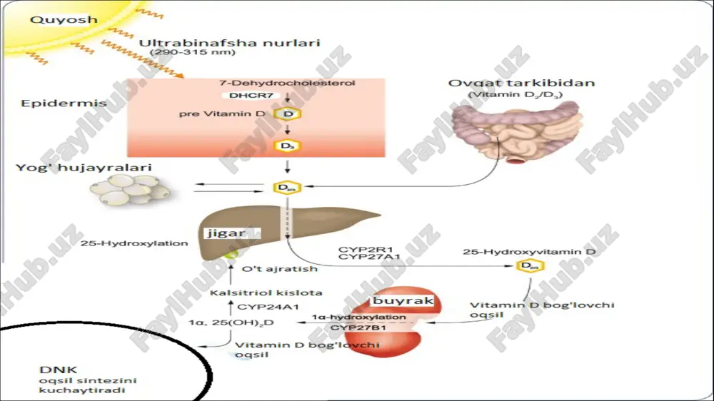 anishi mumkin; terining, sochlarning, tishlarning (karies) holatining yomonlashuvi mavjud, teri kasalliklarining namoyon bo'lishi mumkin; ortiqcha vazn to'plami mavjud; tashvish, uyqusizlik, depressiya hissi mavjud; surunkali charchoq, bosh og'rig'i seziladi; gipertoniya, diabet, artrit, ko'p skleroz paydo bo'lishi mumkin; arvi va o'tkir respiratorli infektsiyalar tez-tez uchraydi vitamin d yetishmasligini 6ta alomati. u quyosh nuri nafaqat yaxshi kayfiyat uchun balki sog‘lik uchun ham o‘ta muhim hisoblanadi. quyosh nuridan 20 daqiqa bahra olish d vitaminining sutkalik me’yorini qoplaydi. ushbu vitamin yetishmasligi sog‘liqda bir qancha muammolar keltirib chiqaradi. cosmopolitan nashri qanday alomatlar kuzatilsa, d vitamini yetishmasligiga to‘xtaldi. u tushkunlikka tushishamerikaning geriatrik psixiatriya jurnalida yozilishicha, d vitamini yetishmaydigan kishilar tez-tez depressiyaga tushishi kuzatiladi. chunki tanada yetarli darajada vitamin bo‘lmagan taqdirda baxt garmoni — serotonin ishlab chiqarilmaydi. seratoninning kamligi esa kishini melanxoliyaga bo‘lgan moyilligini oshiradi. u vazn ortishiquyosh nurining yetarli bo‘lmasligi vazn ortishiga olib keladi. buning sababi d vitamini organizmdagi metabolizmni yaxshilaydi. gap shundaki, moddalar almashinuvida azot oksidining …