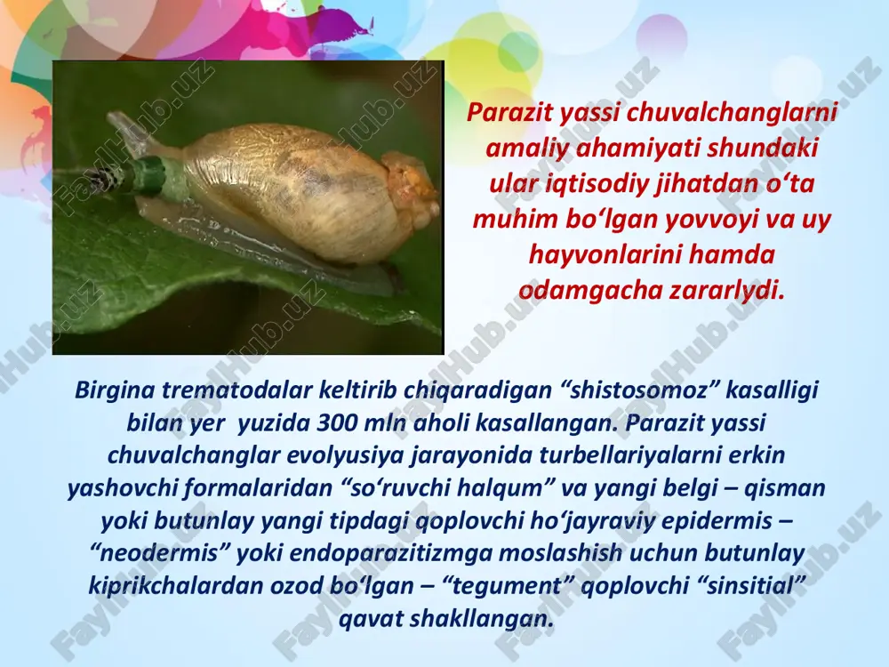 agida yashaydi. adabiyotlar: 1. g.g.abrikosov va boshqalar. «zoologiya» 1 - 2 jilt. t: 1966. 2. v.f.natali «umurtqasiz hayvonlar zoologiyasi». t: 1966. 3. s.p. naimov. «umrtqali hayvonlar zoologiyasi» 1995 y. 4. o mavlonov .sh.xurramov «umirqasizlar zoologiyasi» t. 1988 y. 5. e.i.lukin «zoologiya» moskva 1989