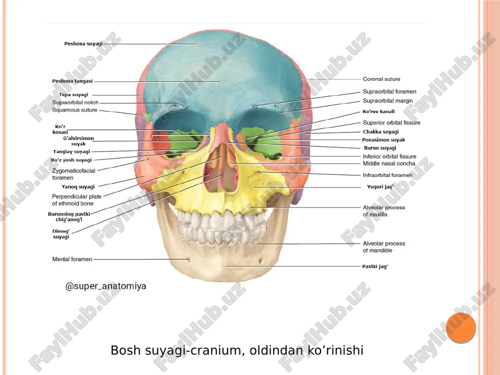osteologiya - Page 4