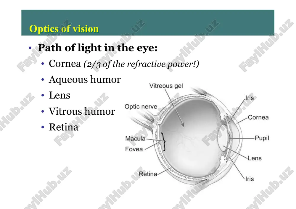 physiology of vision - Page 4