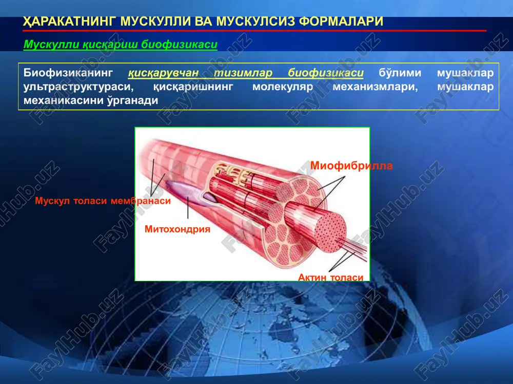 kd bo'lgan 2 -subbirlik va har biri 55 kd dan iborat 2 ta glikoprotein -subbirlikdan tashkil topgan oligomer molekula hisoblanadi. atf gidroli natijasida -subbirlikda qaytar tarzda aspartat aminokislota qoldig'i sog'asida fosforlanish yuzaga kelib, - aspartamilfosfat xosil bo'ladi. bunda fosforlanish va defosforlanish jarayoni uchun na+, mg2+ ionlari talab qilinadi. harakatning muskulli va muskulsiz formalari harakatning muskulsiz formalari hujayralar harakatchanligining nomushak shakllarida aktin va miozin kabi oqsillar hujayralar tarkibiga kirib, ularning harakatlanishini – trombotsit, leykotsit, fibroblastlar va shu kabi hujayralarning amyobasimon harakatini; shuningdek hujayra ichida amalga oshadigan harakatlarni, masalan xromosomalarning tarqalishi, endotsitoz, ekzotsitoz, epitelial kiprikchalar, mikrovorsinkalar harakatlarini ta'minlab turadi. muskul hujayralaridan farq qilib, bu hujayralarda miozinning nisbiy miqdori kam bo'ladi, ba'zilarida faqat aktin oqsili mavjud bo'lib, faol harakatga ega hujayralarda, masalan trombotsitlarda aktin tsitoplazma umumiy oqsillarining 20-30 % ini tashkil etadi. nomushak harakat shakllarida tubulin oqsili ham ishtirok etishi qayd etilgan. mexanografiya uslubi in vitro sharoitida tajriba hayvonlari miokardi funktsional faolligiga biologik …