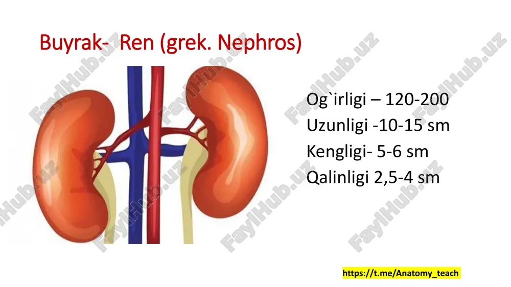 k to’qimasi ichiga kirish joyi.  kiradi: arteriya va nerv chiqadi: vena, limfa, ureter https://t.me/anatomy_teach buyrak darvozasi formulasi (elementlar joylashish tartibi) oldindan orqaga qarab: o1-vena o2-arteriyaning oldingi segmentlarga boruvchi shoxi o3-pelvis renalis o4-arteriyaning orqa segmentlarga boruvchi shoxi https://t.me/anatomy_teach ichki tuzilishi buyrakni kesganimizda 2 qismdan tashkil topganini ko’ramiz: 1.po’stloq qismi 2.mag’iz qismi cortex renalis  po’stloq qismi, qalinligi 5-7 mm  periferiyada va buyrak piramidalari orasida joylashgan  piramidalar orasida joylashgan qismi columnae renales deyiladi  columnae renalis quyidagi qismlardan iborat: opars radiata - yorqinroq rangli qismi, unda genli qovuzlog’ining qalin va ingichka segmentlari joylashgan opars convoluta - to’qroq rangli qismi, unda buyrak tanachasi va proksimal hamda distal egri bugri kanalchalar joylashgan cortex renalis medulla renalis https://t.me/anatomy_teach medulla renalis  mag’iz qismi, markazda joylashgan.  buyrak piramidalari, pyramides renaleslardan iborat.  malpigi piramidalari deb ham ataladi, piramidalar soni 15-20 ta atrofida  piramidalar quyidagi qismlardan iborat: obasis pyramis - asosi, buyrakning …