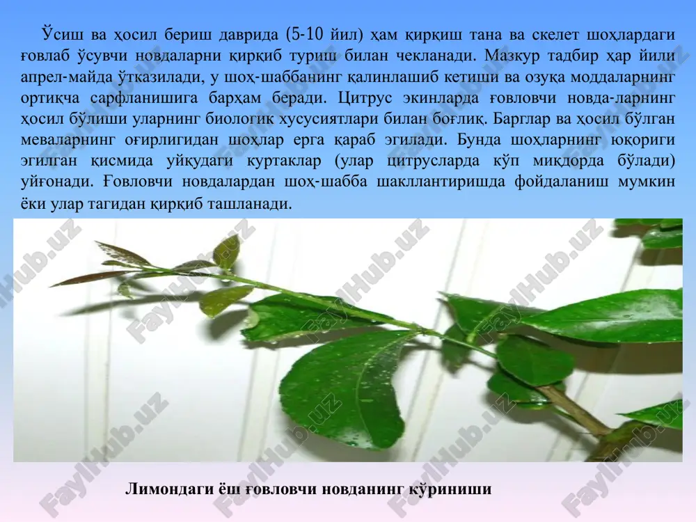 qish oldidan ishlov berishda go'ng va superfosfat solinadi. bir, ikki, uch yoshli o'simliklarga 10 kg go'ng, 20 g dan azot va fosfor hamda 10 g kaliy o'g'iti solinadi. hosilli limonlarga esa 20-25 kg go'ng va 80-100 g fosfor (limonning yoshi kattalashgan sari solinadigan o'g'itlar miqdori ko'paytiriladi), 80-120 g azotli va 40-60 g kaliyli o'g'itlar solinadi. bunda mineral o'g'itlar ikki muddatda 50% fevralda, qolgan 50% may oxiri iyun boshlarida solinadi. limon o'simligi shox-shabbalarini kesish va shakl berish issiqxonada 4 yoshli limonzorning ko'rinishi issiqxonada limon ko'chatlarini intensiv usulda o'stirish limon o'simligini issiqxona va handaklarda parvarishlash texnologiyasi limon o'simligi asosan issiqxona va handaklarda parvarishlanib, issiqxonalarda etishtiriladigan boshqa o'simliklarga nisbatan issiqlik kam sarflanadi. issiqxonalarda limon o'simligi resurs tejamkor handaqlarda limon o'simligi limon ekishda issiqxona va handaklarda tuproqqa ishlov berish va ekish sxemasi issiqxona va handaklarda ko'chat ekishdan oldin tuprog'i yaxshilab tekislanadi va bir sotix maydoniga 600-800 kg chirigan go'ng, 200 g superfosfat hamda 100 …