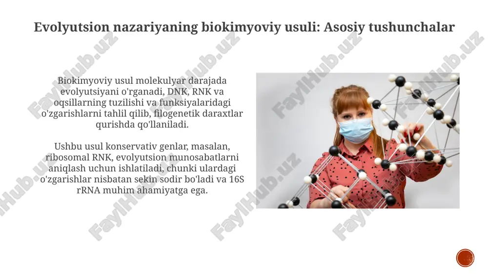 chanligi 30% xatolik ehtimolini oshiradi. immunologik usulning afzalligi tezkorligi va arzonligi, kamchiligi esa antigen-antitel reaksiyalarining spetsifik emasligi, ya'ni 15% hollarda noto'g'ri natijalarga olib kelishi mumkin. evolyutsion tadqiqotlarda qo'llanilishi immunologik usul filogenetik aloqalarni aniqlashda muhim, masalan, turli organizmlarning oqsillari o'rtasidagi antijenik o'xshashlik 80%dan ortiq bo'lsa, yaqin qarindoshlikni ko'rsatadi. biokimyoviy usulda fermentlarning aminokislota ketma-ketligi solishtiriladi; sitoxrom c fermentidagi 90% moslik evolyutsion yaqinlikni isbotlaydi, farqlar mutatsiyalarni aks ettiradi. misollar: ma'lumotlardan foydalanish immunologik ma'lumotlar filogenetik daraxtlarni qurishda ishlatiladi, antitelolar o'rtasidagi o'xshashlik darajasiga qarab turlarning evolyutsion aloqalarini aniqlash uchun qo'llaniladi. biokimyoviy ma'lumotlar, masalan, sitoxrom c ning amino kislota ketma-ketligi, turli organizmlar o'rtasidagi evolyutsion masofani aniqlashda muhim rol o'ynaydi, 95% gacha aniqlikda. xulosa biokimyoviy evolyutsion usul oqsillarning aminokislota ketma-ketligidagi farqlarni tahlil qiladi, bu 10 million yillik evolyutsion vaqtni o'lchashda muhimdir. immunologik usul, antitelalar yordamida turlarning genetik o'xshashligini aniqlashga asoslangan bo'lib, evolyutsiyaning 5-15 million yillik vaqt oralig'ini baholaydi. e'tiboringiz uchun rahmat image4.png image5.jpg image6.jpg image7.jpg image8.jpg image9.jpg …