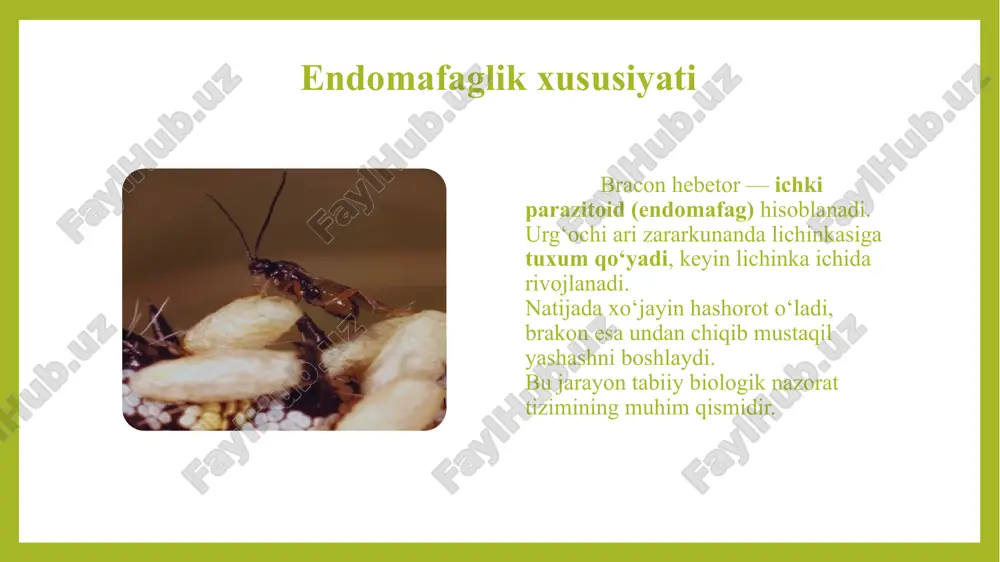 vojlanish tezligi va ko‘payish samaradorligi bir necha muhim ekologik omillarga bog‘liq . harorat eng muhim omillardan biri bo‘lib , 25–30°c oralig‘ida hashorotlar eng faol bo‘ladi . shu sharoitda ular tez ko‘payadi va zararkunandalarga qarshi yuqori samaradorlik ko‘rsatadi . harorat 20°c dan past yoki 35°c dan yuqori bo‘lsa , rivojlanish sekinlashadi , tuxumdan chiqish darajasi kamayadi . namlik darajasi ham katta ahamiyatga ega : 60–70% atrofida optimal muhit hisoblanadi . quruq muhitda lichinkalar nobud bo‘lishi , ortiqcha namlikda esa g‘umbak bosqichida chirish kuzatiladi . yoritish va haroratning uyg‘unligi esa ularning faol uchish , ov qilish va ko‘payish jarayonini belgilaydi . bracon hebetorning ekologik roli brakon hebetor tabiatda biologik muvozanatni saqlashda muhim ahamiyatga ega . u o‘simlik zararkunandalarini tabiiy yo‘l bilan kamaytiradi , shu orqali ekotizimdagi oziq zanjirining barqarorligini ta’minlaydi . bunday hashorotlar yordamida kimyoviy pestitsidlar ishlatish ehtiyoji kamayadi . natijada atrof-muhit , tuproq , suv va foydali organizmlar himoya qilinadi . …