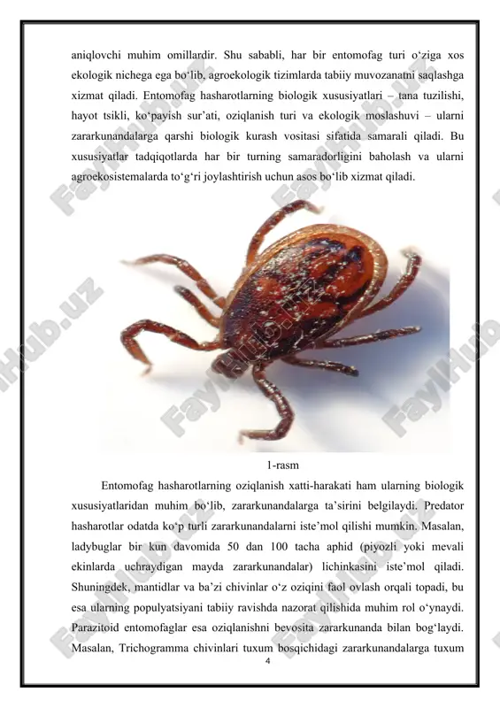 i bir necha avlod davomida zararkunanda populyatsiyasi kamayadi. shu bilan birga, ba’zi parazitoidlar o‘zining hayot tsikli davomida bir nechta zararkunandalarni parazit qiladi, bu esa biologik kurash samaradorligini oshiradi. entomofag hasharotlarning harakatlilik xususiyati ham ularning samaradorligiga ta’sir qiladi. ko‘pchilik predatorlar va parazitoidlar o‘rtacha 1–3 km radiusda oziq manbaini qidiradi, ayrimlari esa uchish yoki tez yurish qobiliyati orqali uzoq masofalarga ko‘chadi. masalan, ladybuglar va lacewing chivinlari tez-tez ekin maydonlarida migratsiya qilib, zararkunandalarning tarqalishiga qarshi tabiiy nazoratni ta’minlaydi. entomofaglarning sezuvchanligi va ekologik moslashuvi ham ularning biologik xususiyatlarini belgilaydi. ular harorat, namlik, yorug‘lik va ozuqa manbalarining mavjudligiga sezgir bo‘lib, optimal sharoitlarda tez ko‘payadi va faoliyat ko‘rsatadi. masalan, coccinellidae oilasiga mansub ladybuglar 20–25 °c harorat va 60–70% namlikda eng faol bo‘ladi. shu sababli, biologik kurashda ularni qo‘llashda ekin turlari va hududning iqlim sharoitlari hisobga olinishi muhimdir. entomofag hasharotlarning biologik xususiyatlari – tana tuzilishi, hayot tsikli, ko‘payish sur’ati, oziqlanish turi, harakatlilik va ekologik moslashuv – ularni …