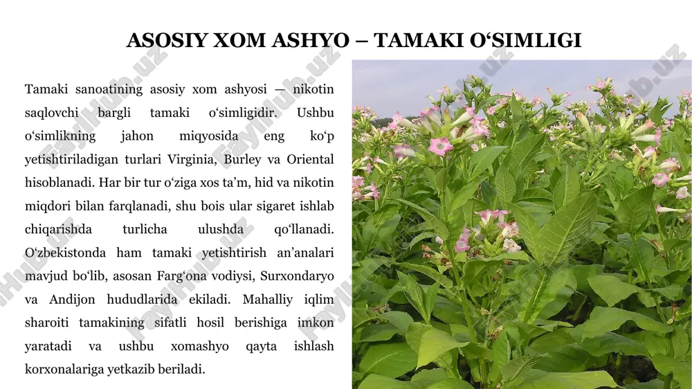 ’mol qilish inson salomatligi uchun juda jiddiy oqibatlarga olib keladi. eng avvalo, u o‘pka saratoni rivojlanish xavfini keskin oshiradi, shuningdek, yurak-qon tomir kasalliklari, qon bosimining ko‘tarilishi va infarkt ehtimolini kuchaytiradi. chekish nafas yo‘llarini zararlab, bronxit, astma va boshqa nafas yetishmovchiligi holatlarini keltirib chiqaradi. tanadagi immunitet tizimi ham zaiflashib, organizm infeksiya va viruslarga nisbatan kamroq himoyalangan holga keladi. bundan tashqari, homilador ayollar orasida chekish homila rivojiga salbiy ta’sir ko‘rsatib, tug‘ma nuqsonlar, past vazn, muddatidan oldin tug‘ilish va boshqa xavfli holatlarni yuzaga keltirishi mumkin. tamaki bozorini tartibga solish ko‘plab davlatlar tamaki bozorini tartibga solish orqali sog‘liqni muhofaza qilishga intiladi. bu jarayonda tamaki reklamasini cheklash, o‘quv yurtlari va ularga yaqin hududlarda mahsulot sotishni taqiqlash, soliqlar va aksiz stavkalarini oshirish, jamoat joylarida chekishni man etish kabi choralar keng qo‘llaniladi. o‘zbekistonda ham ushbu yo‘nalishda muhim ishlar amalga oshirilmoqda: tamaki reklamasi butunlay taqiqlangan hamda 18 yoshga to‘lmaganlarga tamaki mahsulotlari sotish qonunan man etilgan. ushbu tartibga solish …