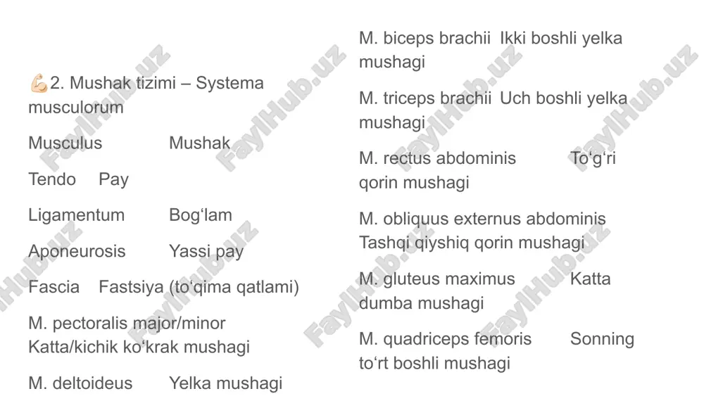 anatomik iboralar tarjimasi - Page 4
