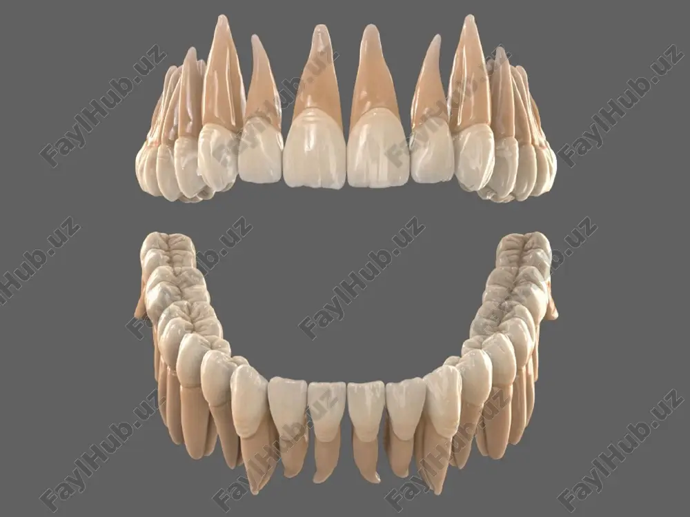 uzunligi – 23-26 mm, tojning uzunligi – 9-12mm, tojning meziodistal diametri -6-7 mm, vestibulo-oral kesimi esa – 7-8 mm. kichik oziq tishlar (premolyarlar) –dentes premolar. kichik va katta oziq tishlar ѐn tishlar guruhiga kiradi. ular ovqatni maylash va chaynash uchun moslashgan, shuning uchun okklyuzial yuzasini chaynov yuzasi (facies masseterica) ham ataladi. chaynov yuzasida dumboqlar (bo'rtiqlar), ularning qiyaliklari, egatlar va qirralarni ko'rishimiz mumkin. kichik oziq tishlar xar bir jag'da 4 tadan bo'ladi. premolyarlar qoziq tishlardan lateral joylashgan, birinchi premolyar – proksimal, ikkinchi esa – distal deb farqlanadi. tishlarning chaynov yuzasi 2ta dumboqchali, ular oral va vestibulyar yo'nalishida joylashgan bo'ladi. birinchi yuqorgi premolyar tishi ikkita ildizli, qolgan kichik oziq tishlar bir ildizli. yuqorgi birinchi kichik oziq tishi - toj qismining vestibulyar (lunj) yuzasi qoziq tishlarning vestibulyar yuzasiga o'xshash, faqat ulchamlari kichikroq. vestibulyar va tanglay yuzalari bo'rtib chiqqan. chaynov yuzasida 2 ta dumboq farqlanadi: vestibulyar (lunj) va oral (tanglay) dumboqlari. vestibulyar (lunj) dumbog'i …