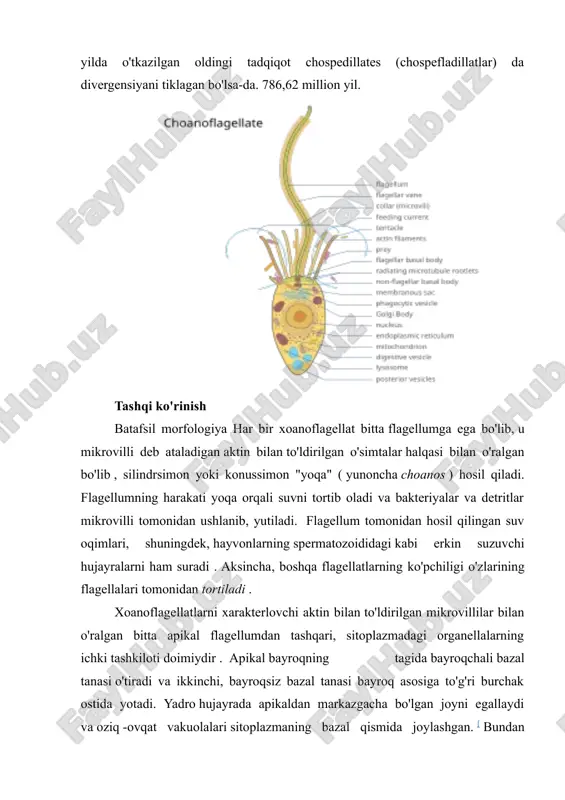 llaydi va oziq -ovqat vakuolalari sitoplazmaning bazal qismida joylashgan. [ bundan tashqari, ko'plab xoanoflagellatlarning hujayra tanasi ajralib turadigan hujayradan tashqari matritsa yoki periplast bilan o'ralgan . ushbu hujayra qoplamalari tuzilishi va tarkibi jihatidan juda farq qiladi va ular tasniflash uchun taksonomlar tomonidan qo'llaniladi. ko'pgina xoanoflagellatlar birgalikda tsementlangan bir nechta silika chiziqlaridan lorika deb ataladigan murakkab savat shaklidagi "uylar" quradilar periplastning funktsional ahamiyati noma'lum, ammo turg'un organizmlarda u substratga biriktirilishiga yordam beradi deb hisoblanadi. planktonik organizmlarda periplastning tortishish kuchayishi va shu bilan flagellum tomonidan ishlab chiqarilgan kuchga qarshi turishi va ovqatlanish samaradorligini oshirishi haqida taxminlar mavjud. ekologiyasi xoanoflagellatlarning 125 dan ortiq turlari ma'lum bo'lib, ular butun dunyo bo'ylab dengiz , sho'r va chuchuk suv muhitida arktikadan tropikgacha tarqalgan bo'lib, pelagik va bentik zonalarni egallaydi. choanoflagellatlarning ko'p namunalari 0 dan 25 m (0 va 82 fut) oralig'ida sodir bo'lgan bo'lsa-da, ular antarktika muzliklari ostidagi 300 m (980 fut) chuqurlikdan va 100 m …