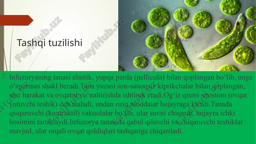 infuzoriyalar (infusoria, ciliophora) tipi - Page 4
