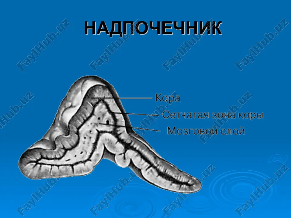 osti. 1. s ispolzovaniem preparatov korotkogo deystviya: tabletirovanniy gidrokortizon-20mg utrom i 10 mg posle obeda(tab 25mg i 12,5 mg sootvetstvenno) v sochetanii s 0,05-0,2 mg kortifena utrom. 2.s ispolzovaniem preparatov sredney prodoljitelnosti deystviya prednizolon 5-7,5 mg utrom i 2,5 mg posle obeda v sochetanii s 0,05- 0,2 mg kortifena utrom 3. s ispolzovaniem preparatov dlitelnogo deystviya: deksametazon 0,5 mg na noch v sochetanii s 0,05-0,2 mg kortifena utrom. 4. razlichnie kombinatsii gk v sochetanii s 9a-ftorkortizolom