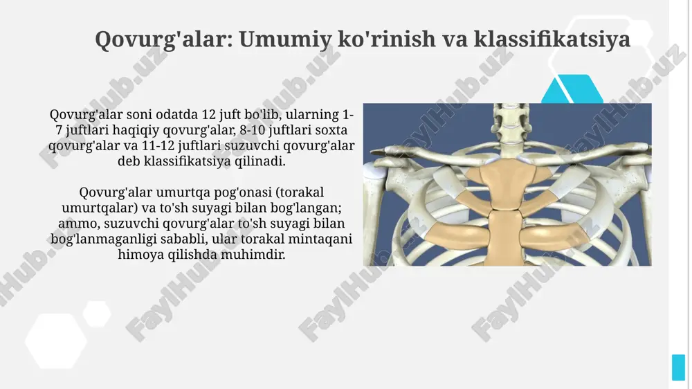 qovurg'alar qafasining anatomik tuzilishi - Page 4