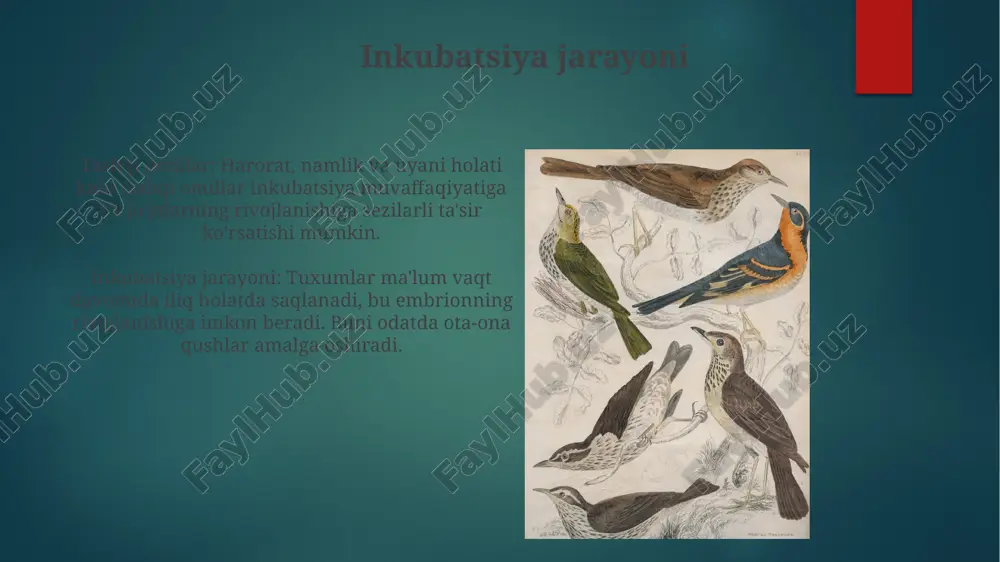 qushlarning individual rivojlanish xususiyatlari - Page 4