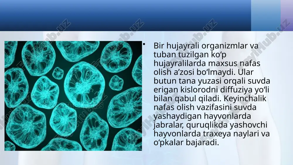 "hayvonlarning nafas olish organlari evolutsiyasi" dars ishlansi - Page 4